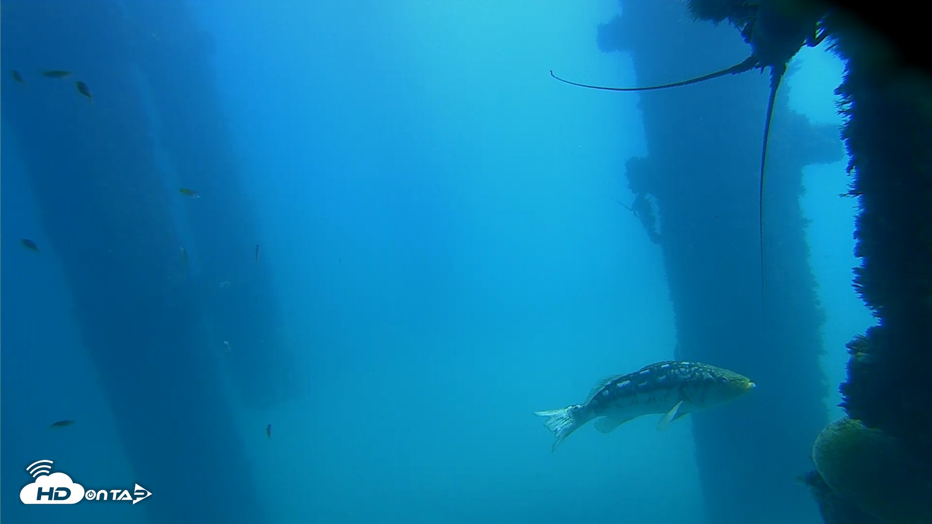 Snapshot of Scripps Pier Underwater Live Webcam taken Oct 9, 2026, 12:25pm PDT
