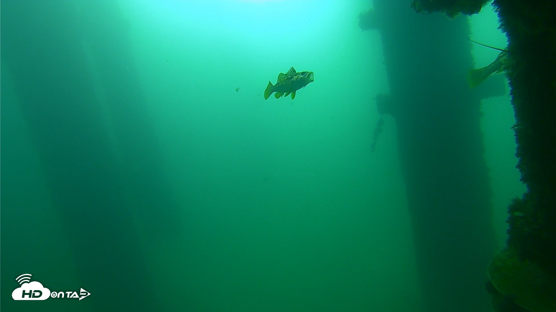 Snapshot of Scripps Pier Underwater Live Webcam taken Sep 23, 2026, 9:16am PDT