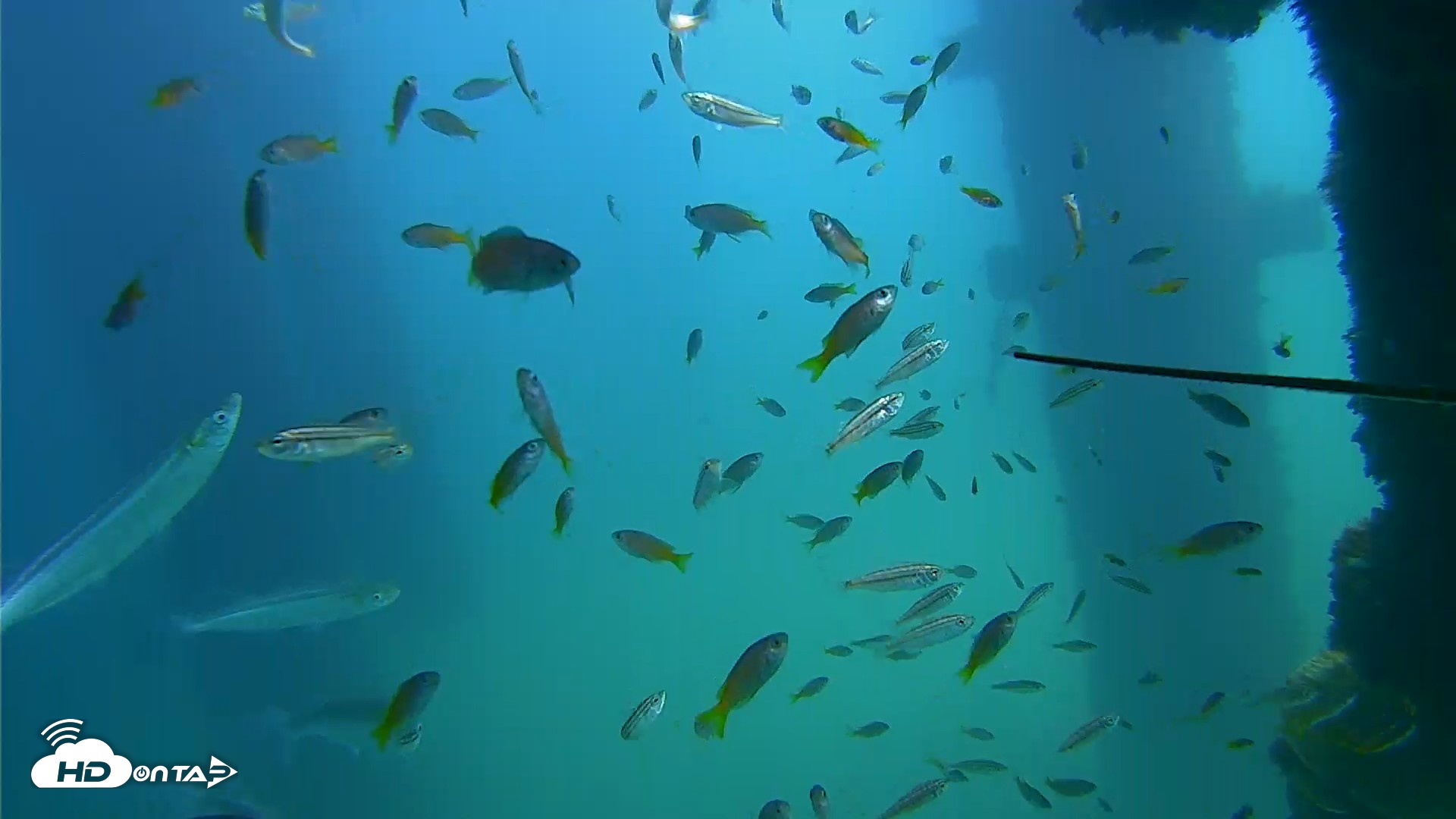 Snapshot of Scripps Pier Underwater Live Webcam taken Sep 22, 2026, 1:06pm PDT