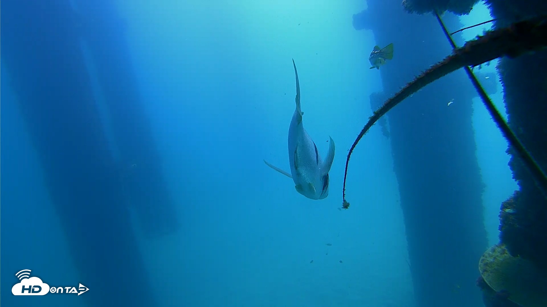 Snapshot of Scripps Pier Underwater Live Webcam taken Sep 21, 2026, 11:20am PDT