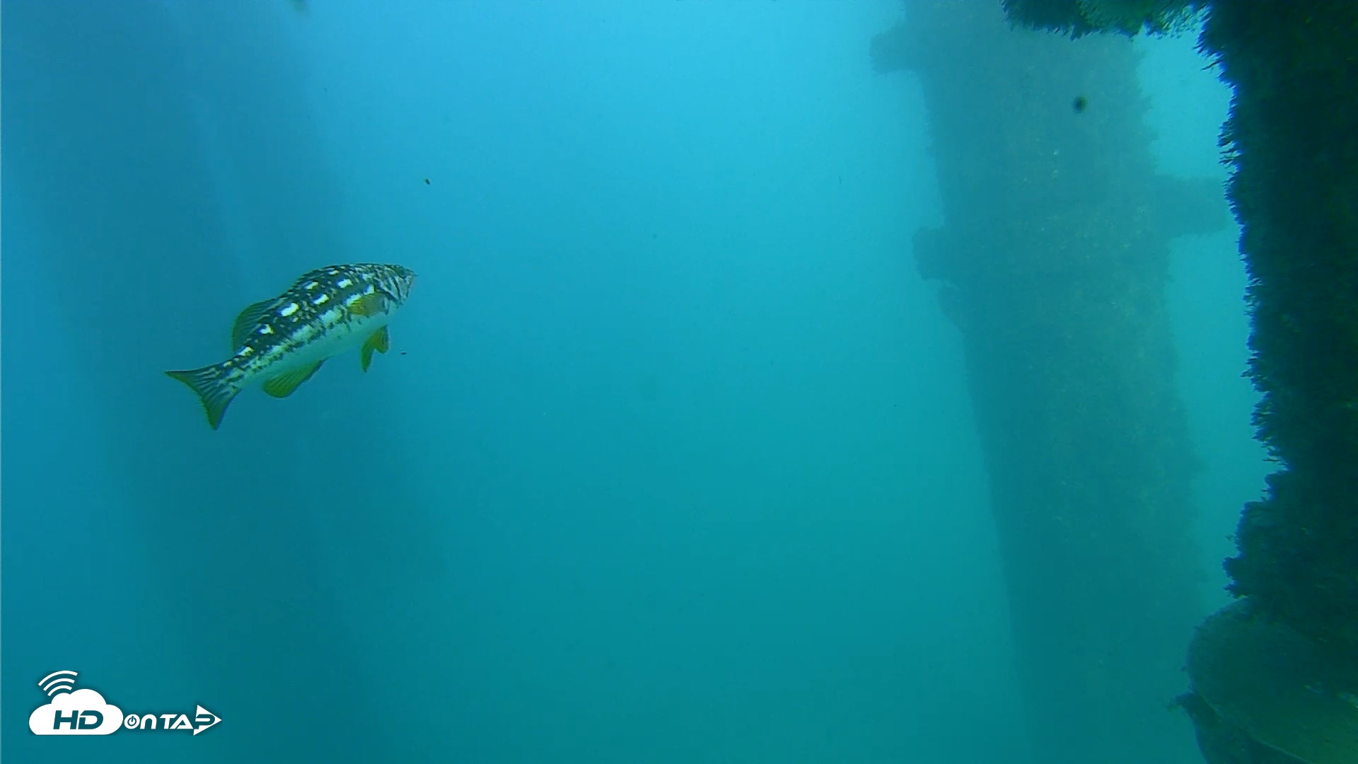 Snapshot of Scripps Pier Underwater Live Webcam taken Oct 13, 2026, 4:04pm PDT