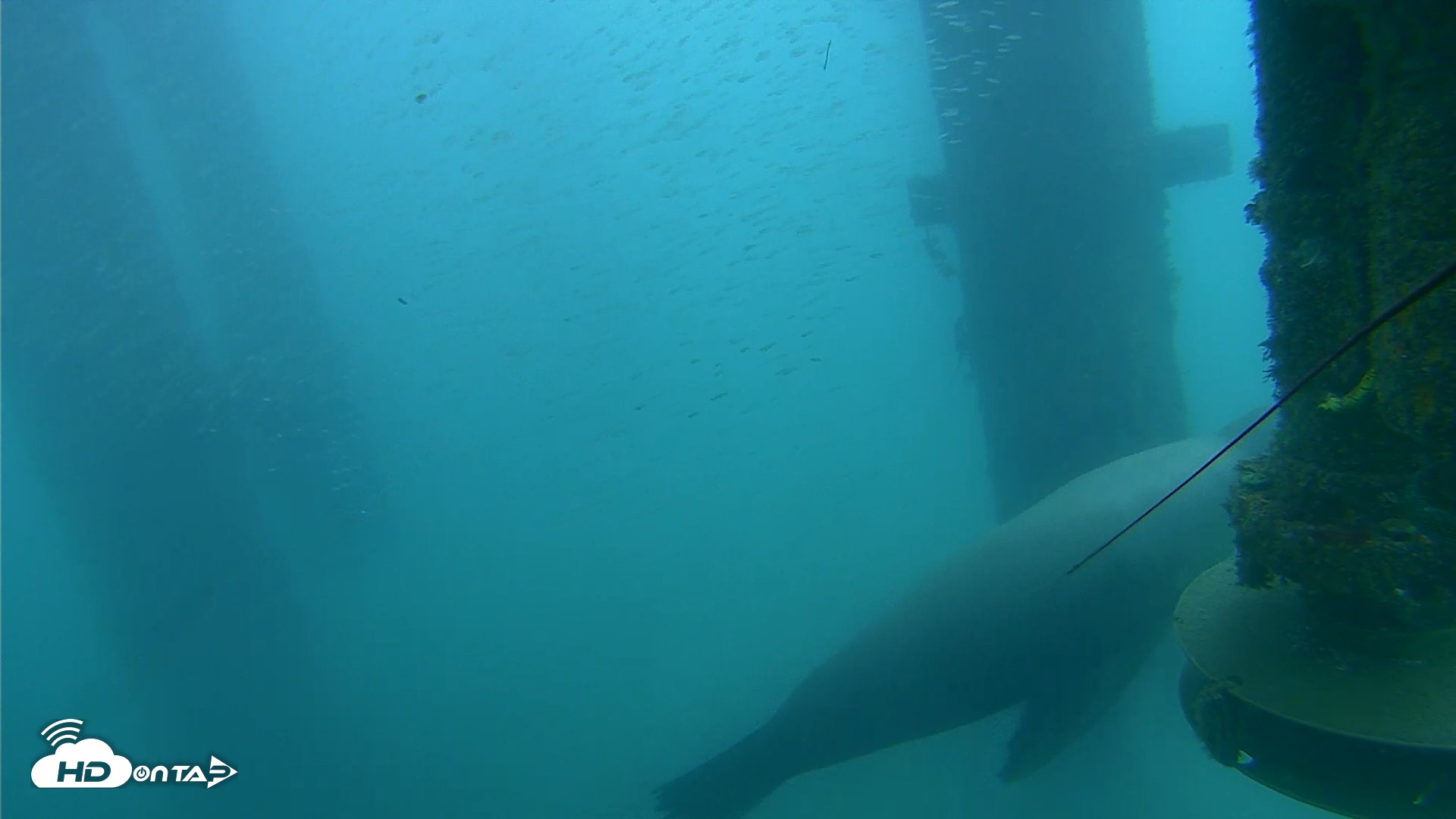 Snapshot of Scripps Pier Underwater Live Webcam taken Aug 3, 2026, 8:49am PDT