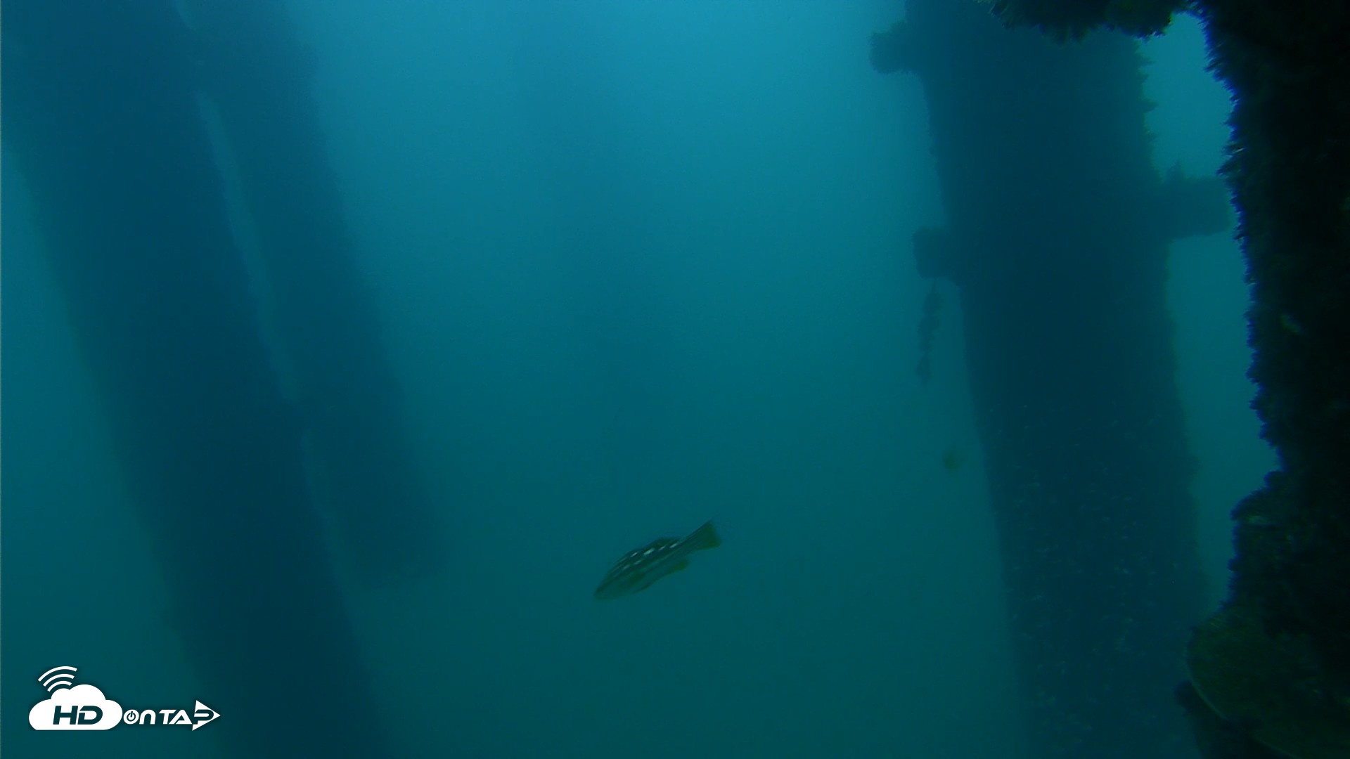 Snapshot of Scripps Pier Underwater Live Webcam taken Sep 28, 2026, 7:14am PDT