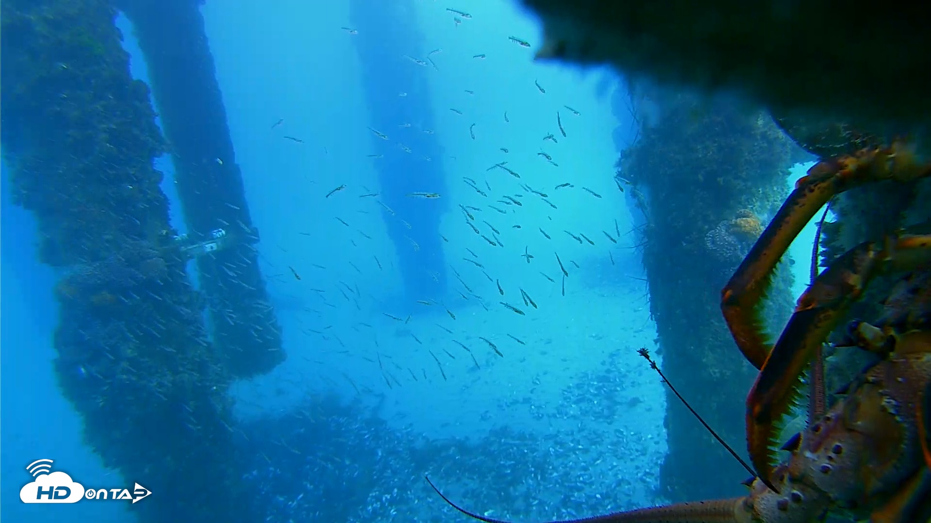 Snapshot of Scripps Pier Underwater Live Webcam taken Jan 28, 2026, 3:01pm PST