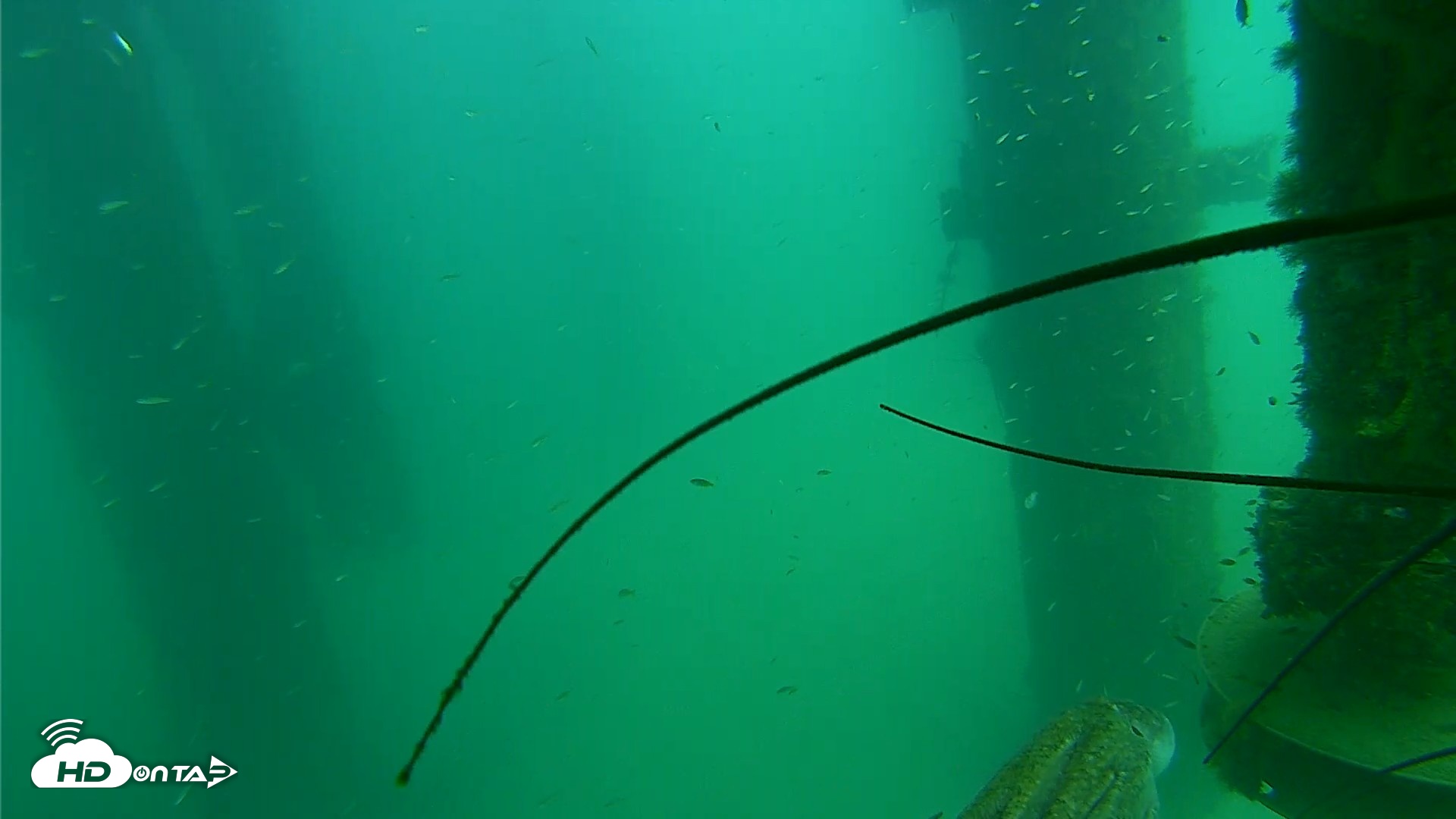 Snapshot of Scripps Pier Underwater Live Webcam taken Aug 14, 2026, 2:40pm PDT