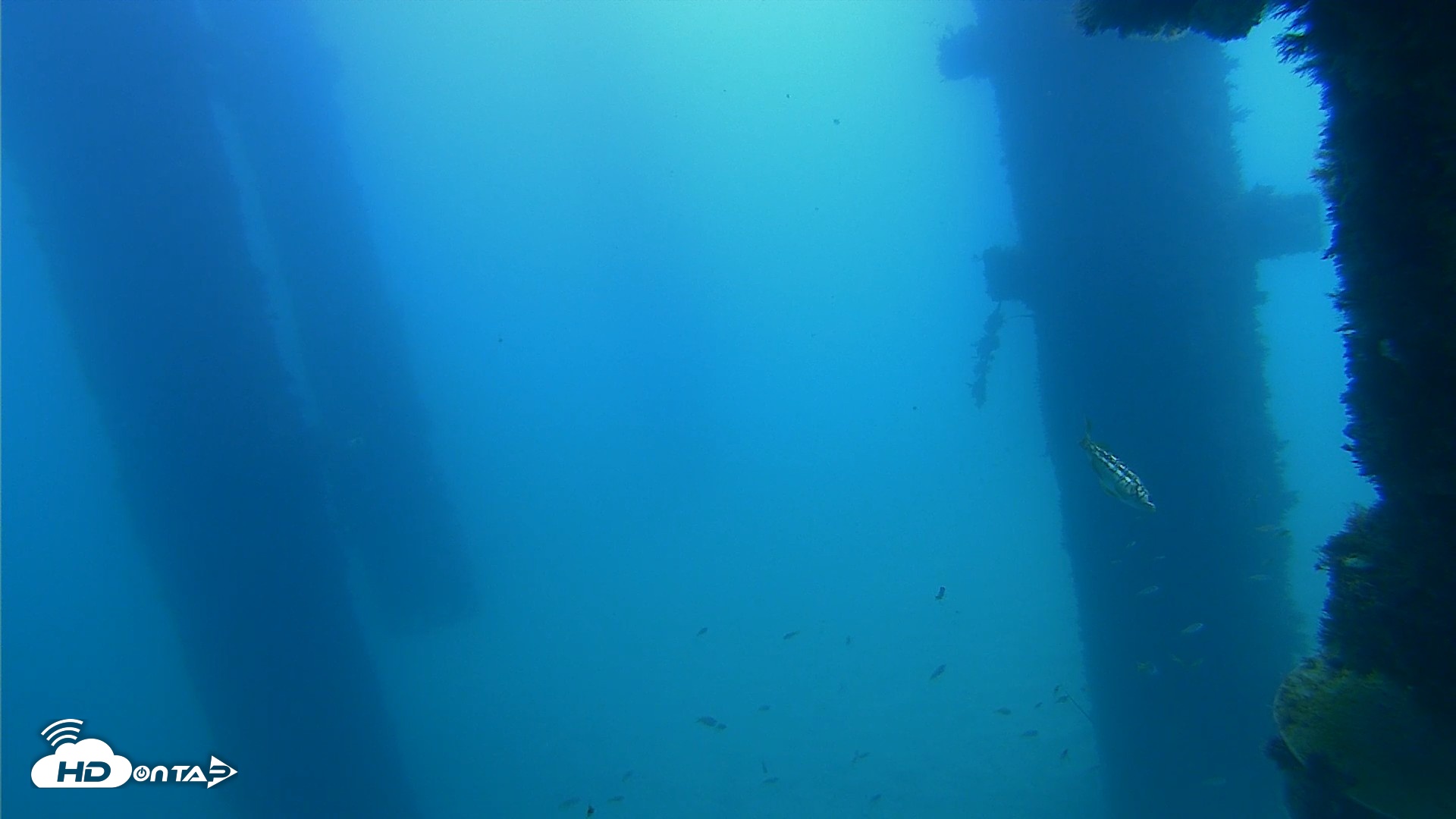 Snapshot of Scripps Pier Underwater Live Webcam taken Sep 21, 2026, 11:26am PDT