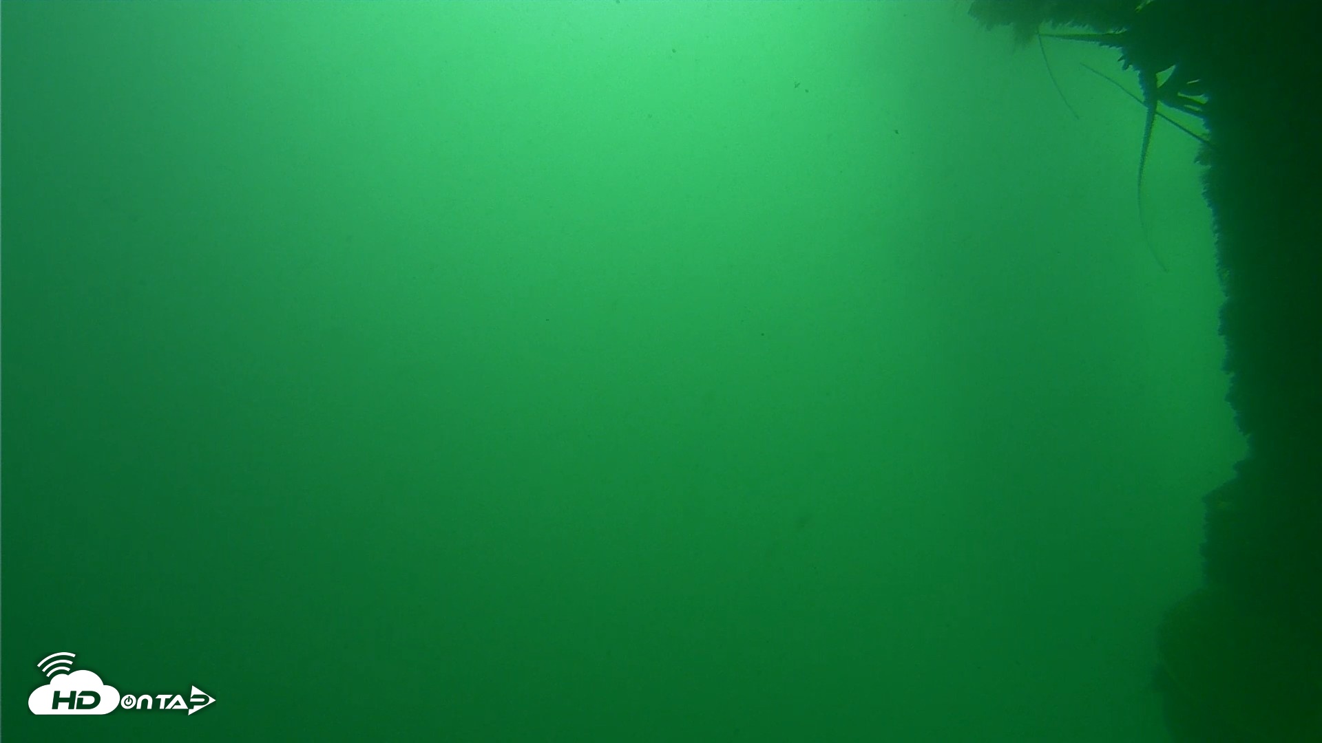 Snapshot of Scripps Pier Underwater Live Webcam taken Sep 29, 2026, 11:11am PDT