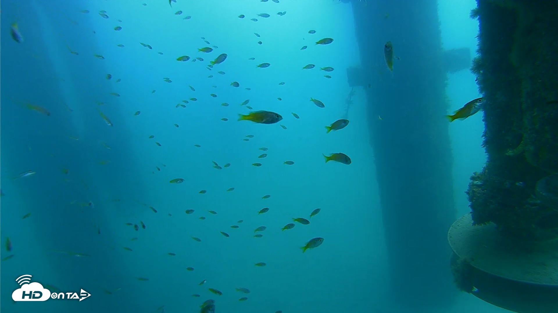 Snapshot of Scripps Pier Underwater Live Webcam taken Aug 13, 2026, 11:19am PDT
