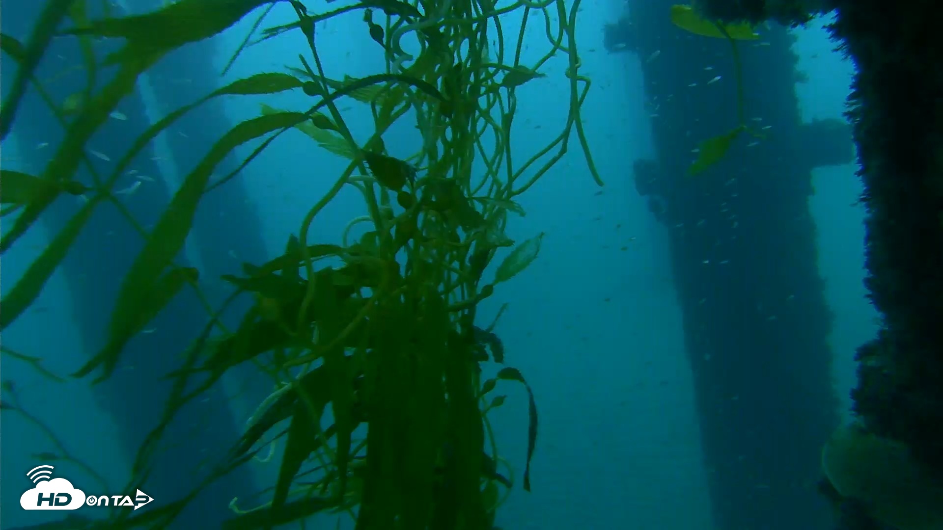 Snapshot of Scripps Pier Underwater Live Webcam taken Oct 6, 2026, 6:43am PDT