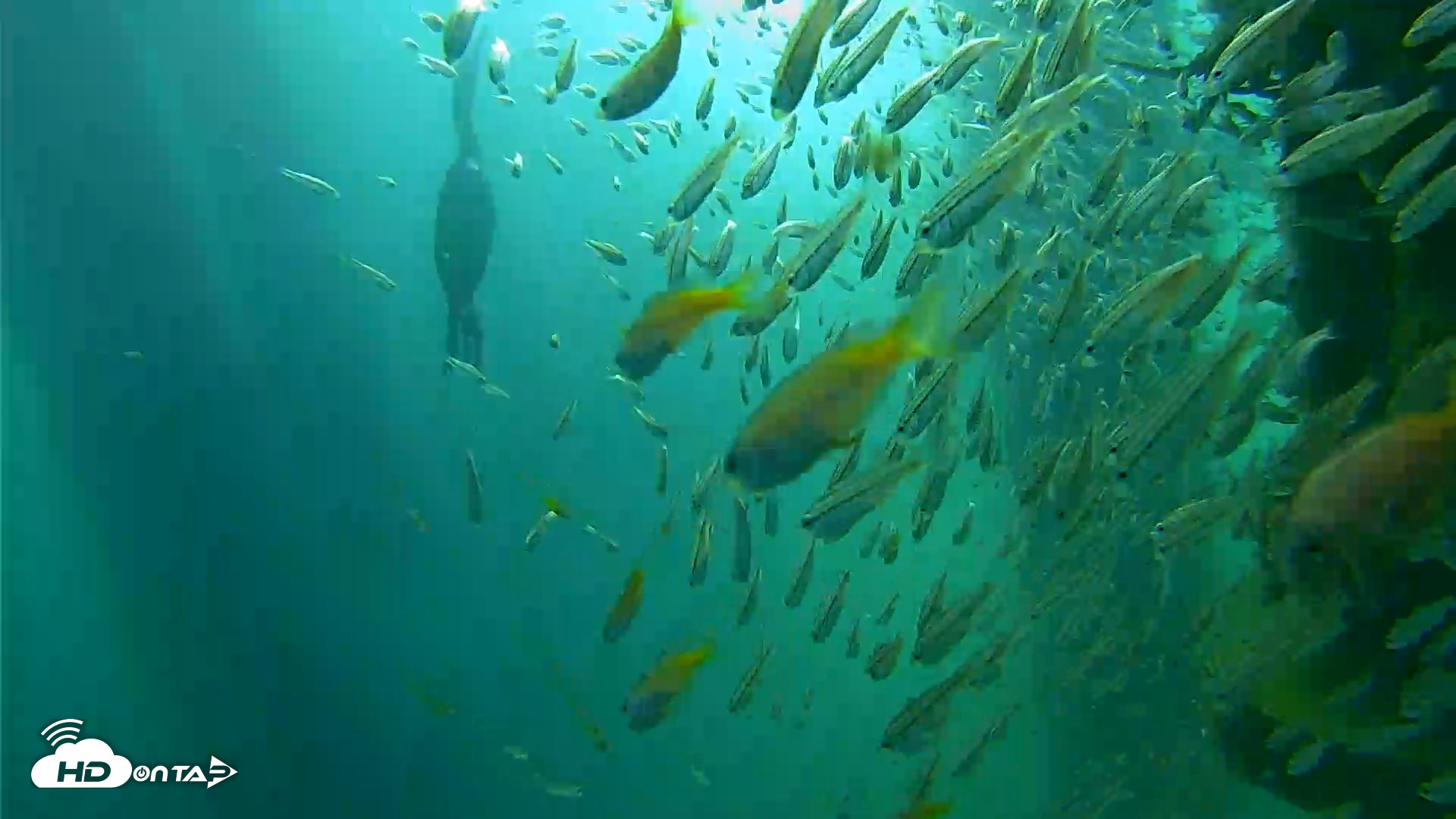 Snapshot of Scripps Pier Underwater Live Webcam taken Aug 30, 2026, 8:43am PDT