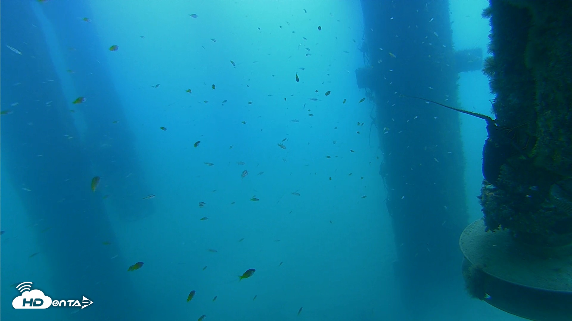 Snapshot of Scripps Pier Underwater Live Webcam taken Aug 14, 2026, 10:27am PDT