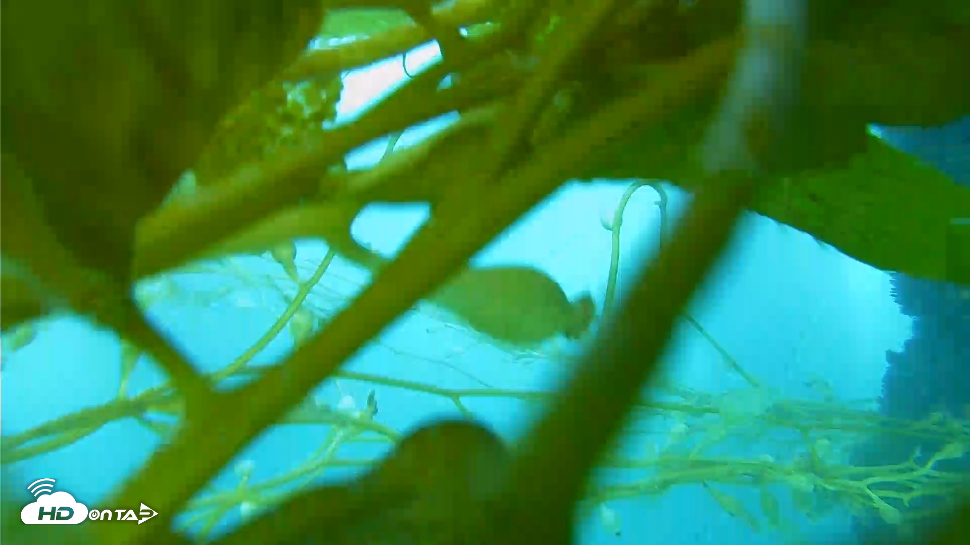 Snapshot of Scripps Pier Underwater Live Webcam taken Sep 30, 2026, 4:55pm PDT