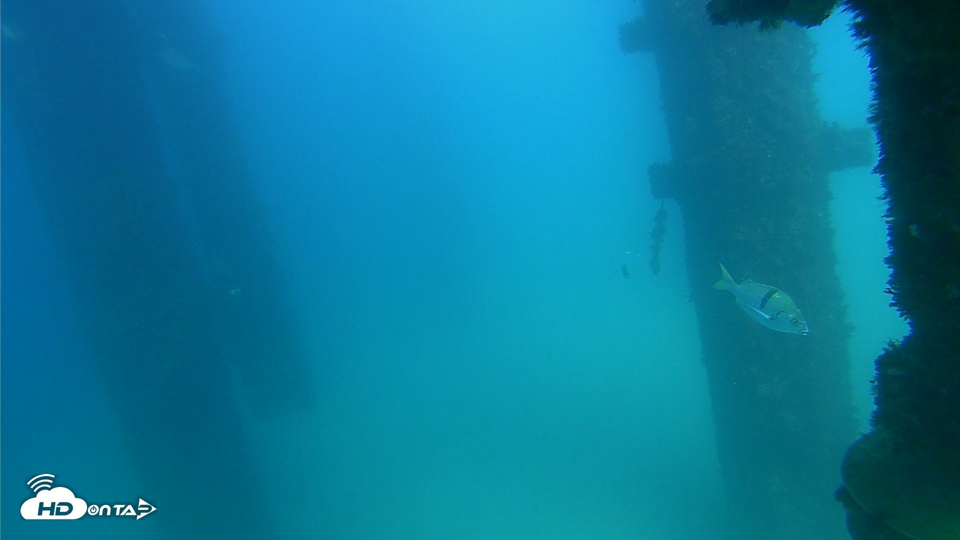 Snapshot of Scripps Pier Underwater Live Webcam taken Sep 19, 2026, 3:30pm PDT
