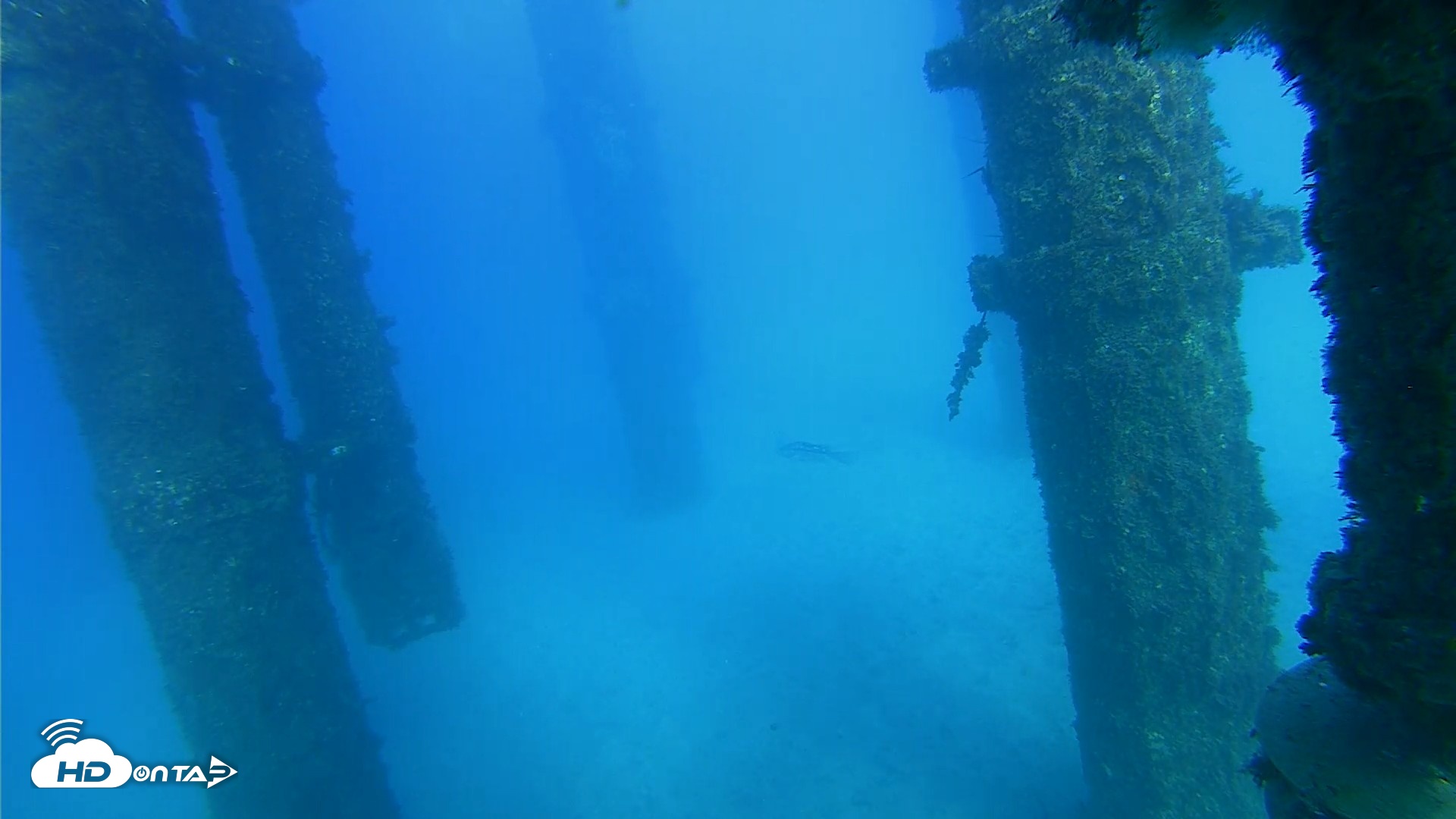 Snapshot of Scripps Pier Underwater Live Webcam taken Oct 19, 2026, 4:31pm PDT