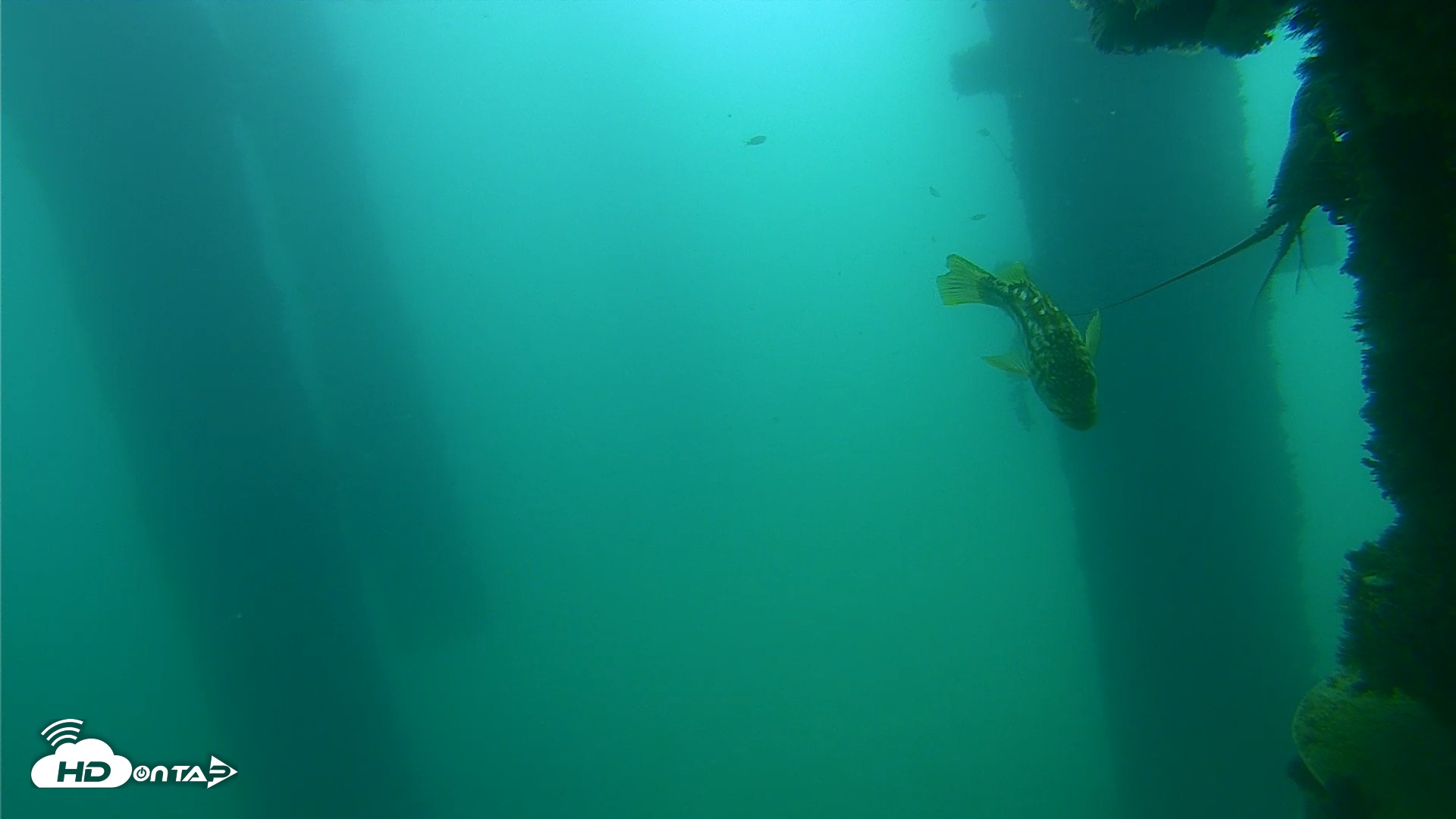Snapshot of Scripps Pier Underwater Live Webcam taken Sep 18, 2026, 10:44am PDT