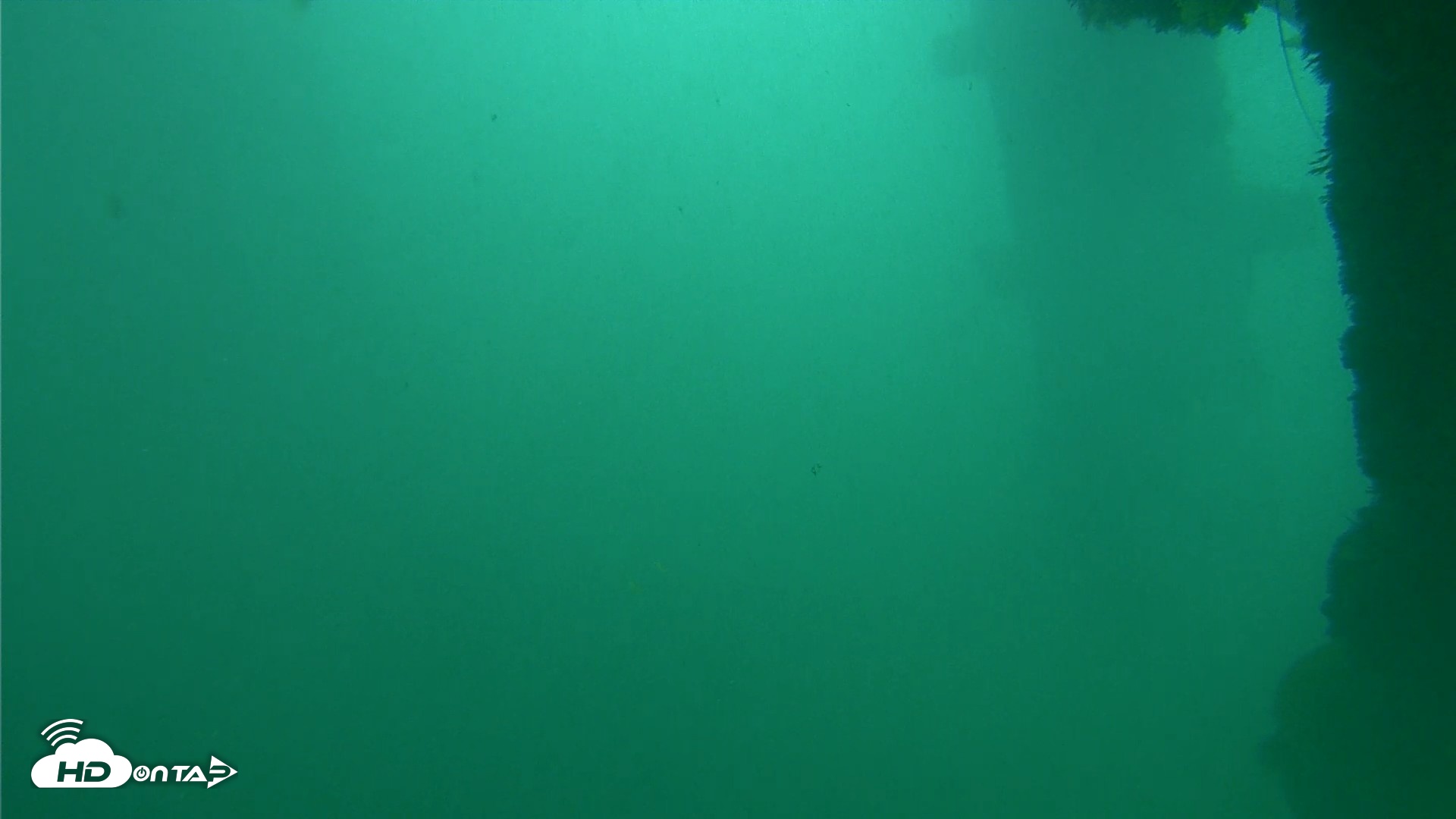 Snapshot of Scripps Pier Underwater Live Webcam taken Oct 11, 2026, 11:55am PDT