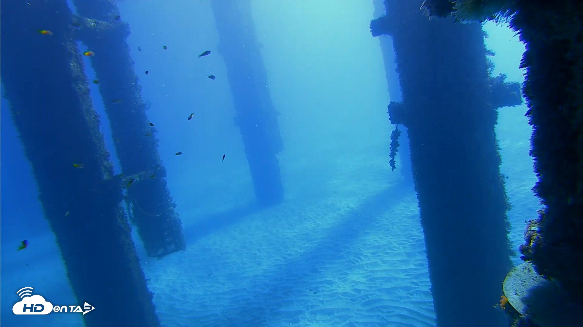 Snapshot of Scripps Pier Underwater Live Webcam taken Oct 19, 2026, 10:12am PDT
