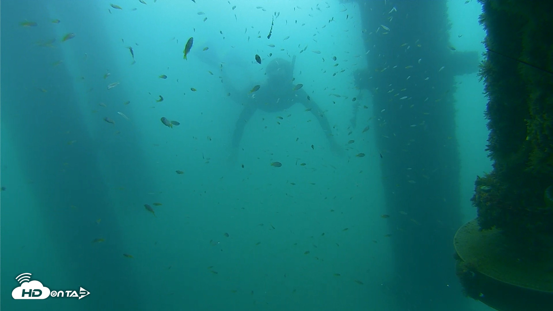 Snapshot of Scripps Pier Underwater Live Webcam taken Aug 29, 2026, 8:40am PDT