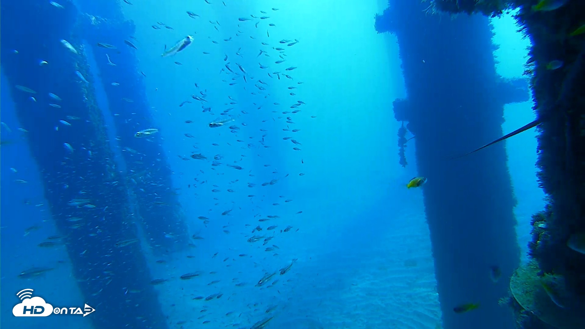 Snapshot of Scripps Pier Underwater Live Webcam taken Oct 5, 2026, 10:08am PDT