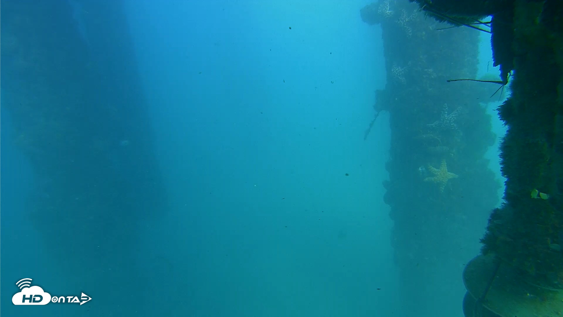 Snapshot of Scripps Pier Underwater Live Webcam taken Sep 30, 2025, 4:05pm PDT