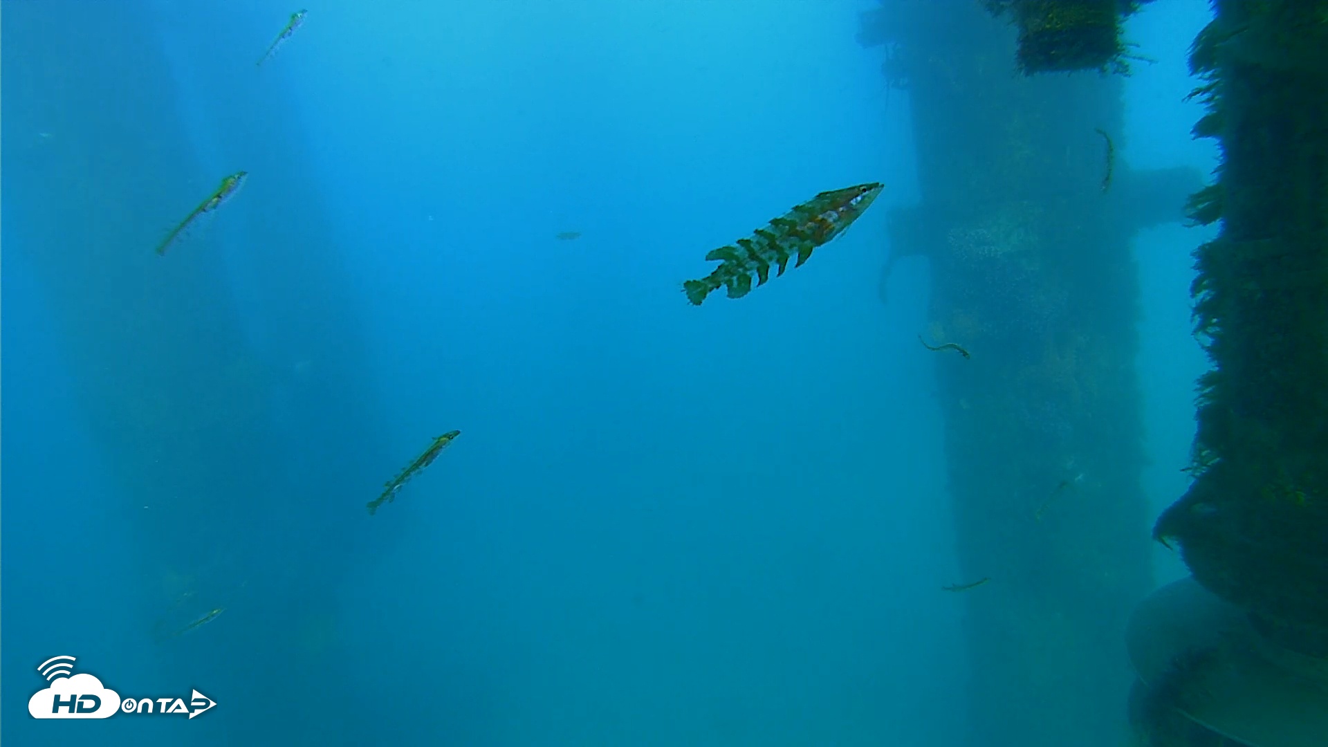 Snapshot of Scripps Pier Underwater Live Webcam taken Apr 7, 2026, 5:53pm PDT
