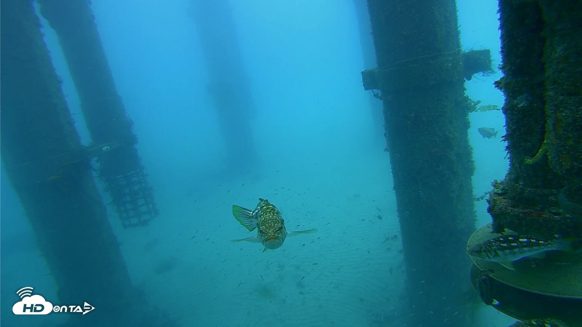 Snapshot of Scripps Pier Underwater Live Webcam taken Jul 30, 2026, 7:36am PDT