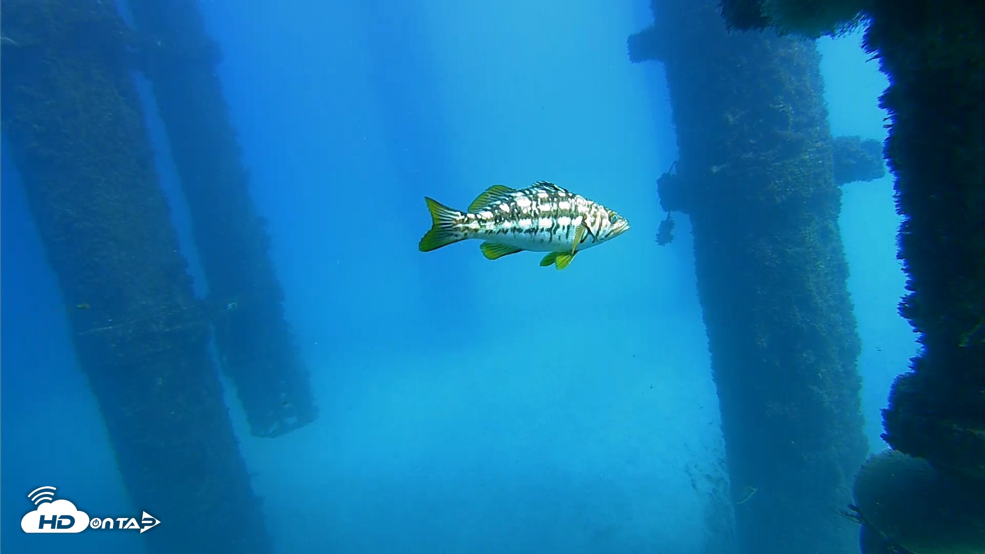 Snapshot of Scripps Pier Underwater Live Webcam taken Oct 20, 2026, 1:53pm PDT