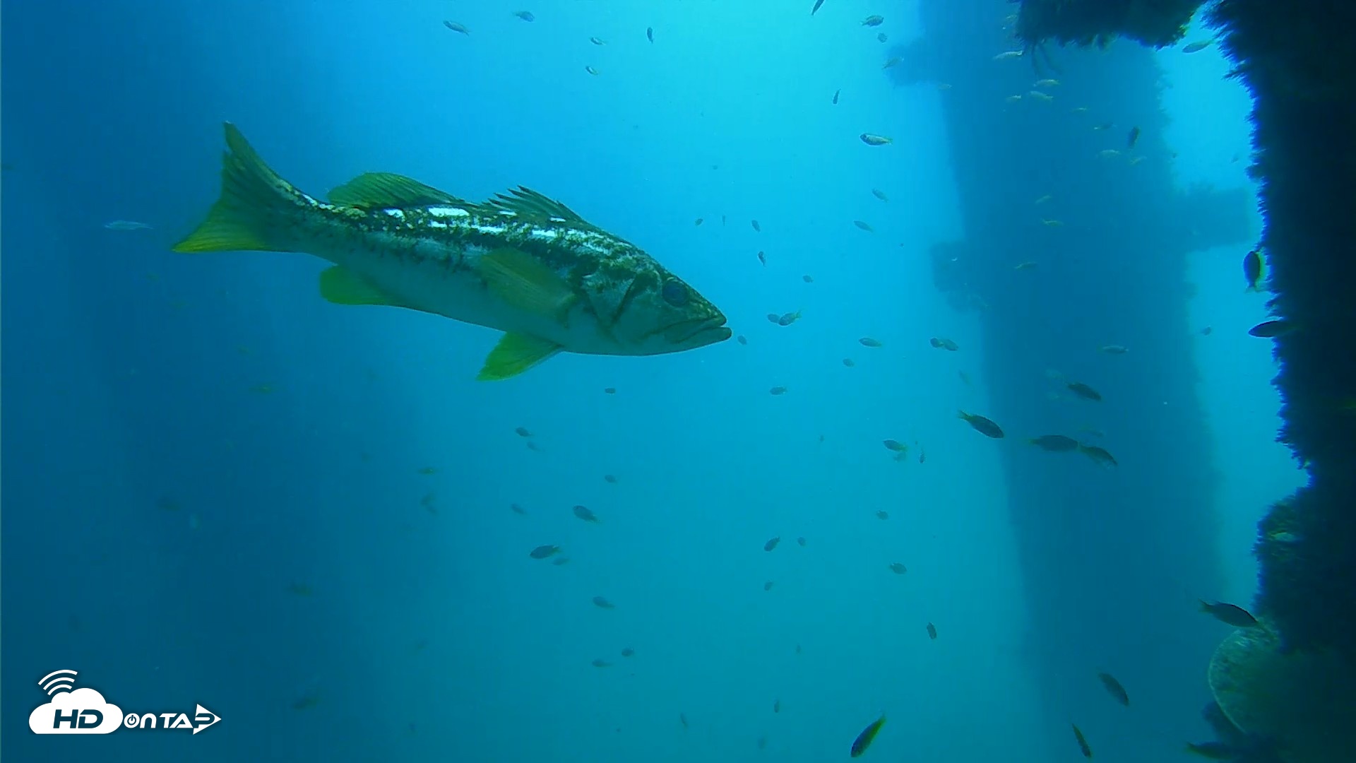 Snapshot of Scripps Pier Underwater Live Webcam taken Sep 15, 2026, 12:09pm PDT