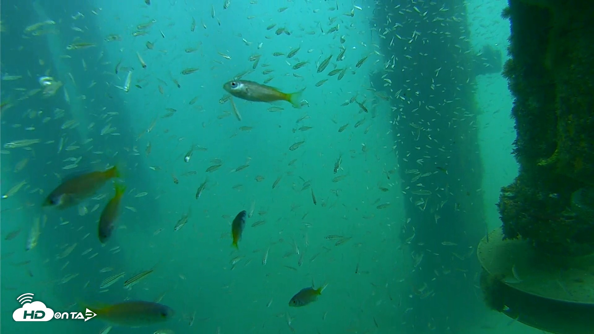 Snapshot of Scripps Pier Underwater Live Webcam taken Aug 14, 2026, 8:03am PDT