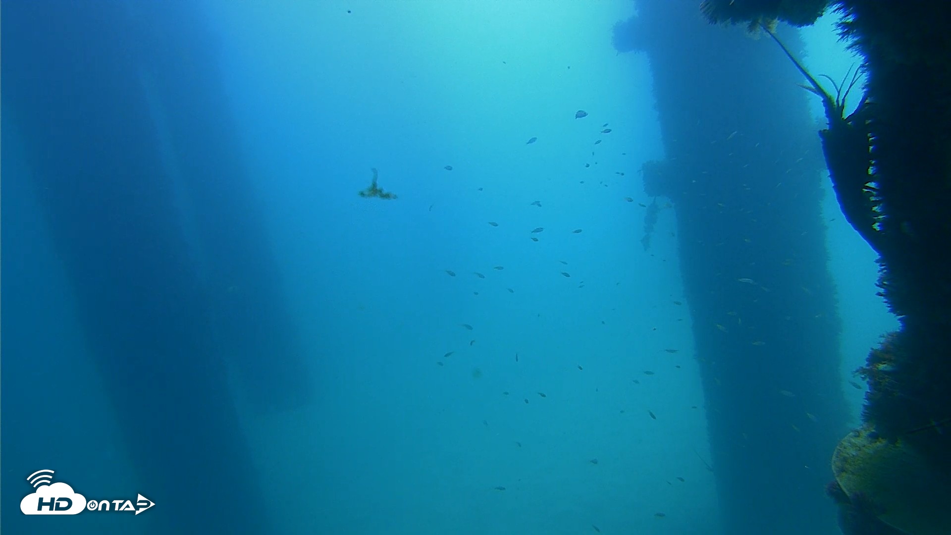 Snapshot of Scripps Pier Underwater Live Webcam taken Sep 21, 2026, 11:31am PDT