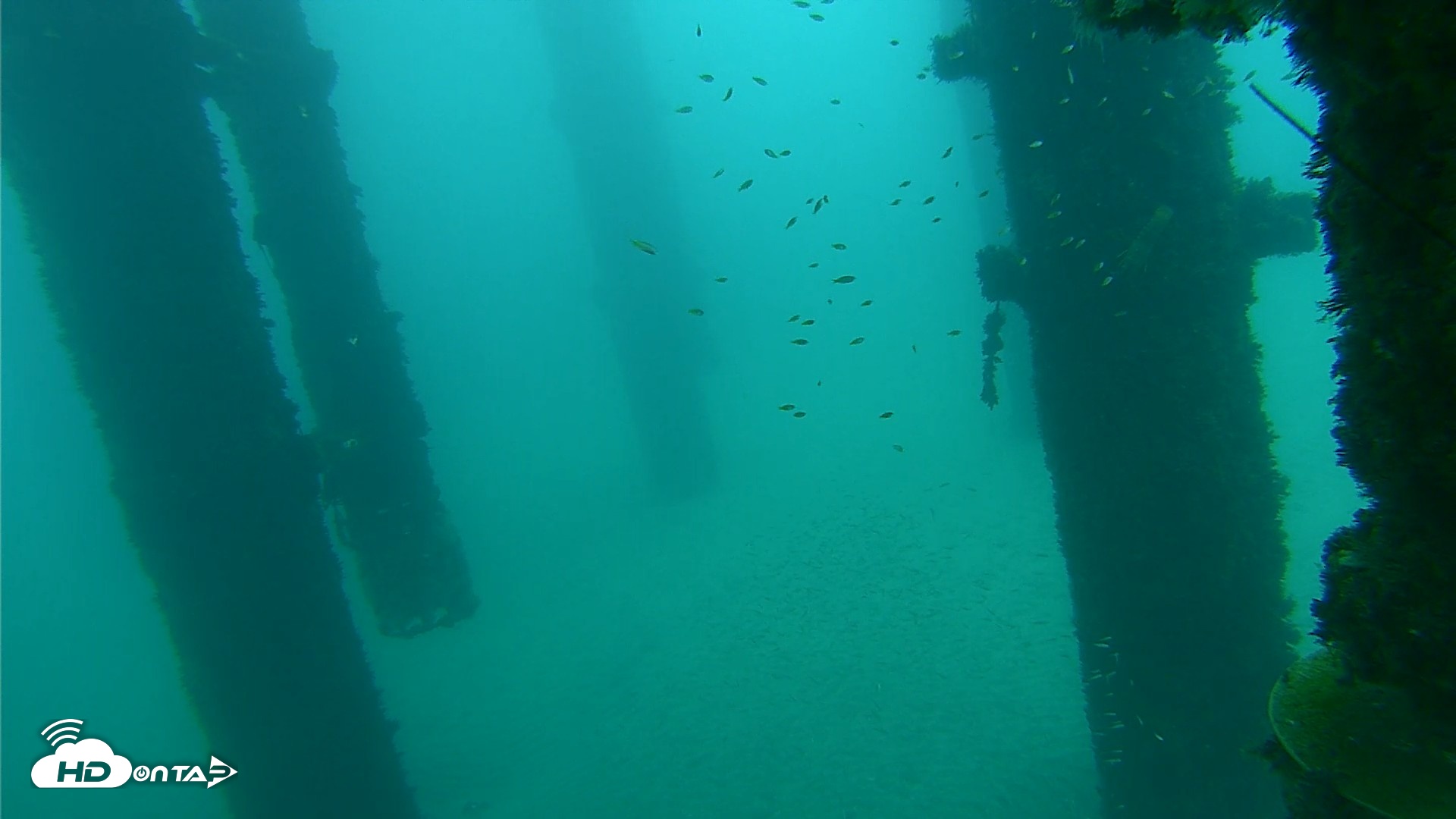 Snapshot of Scripps Pier Underwater Live Webcam taken Oct 8, 2026, 7:54am PDT