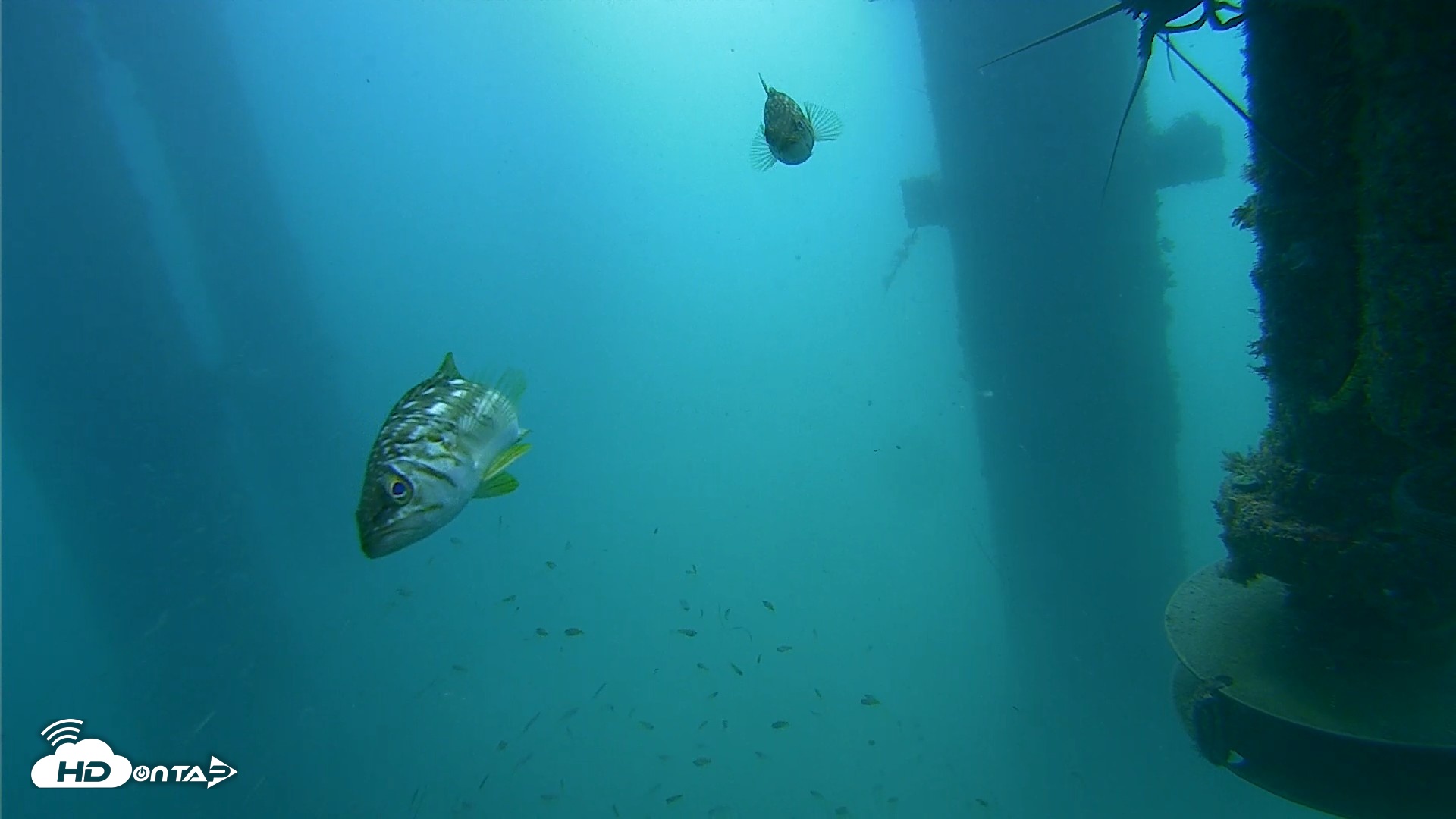 Snapshot of Scripps Pier Underwater Live Webcam taken Jul 31, 2026, 10:04am PDT