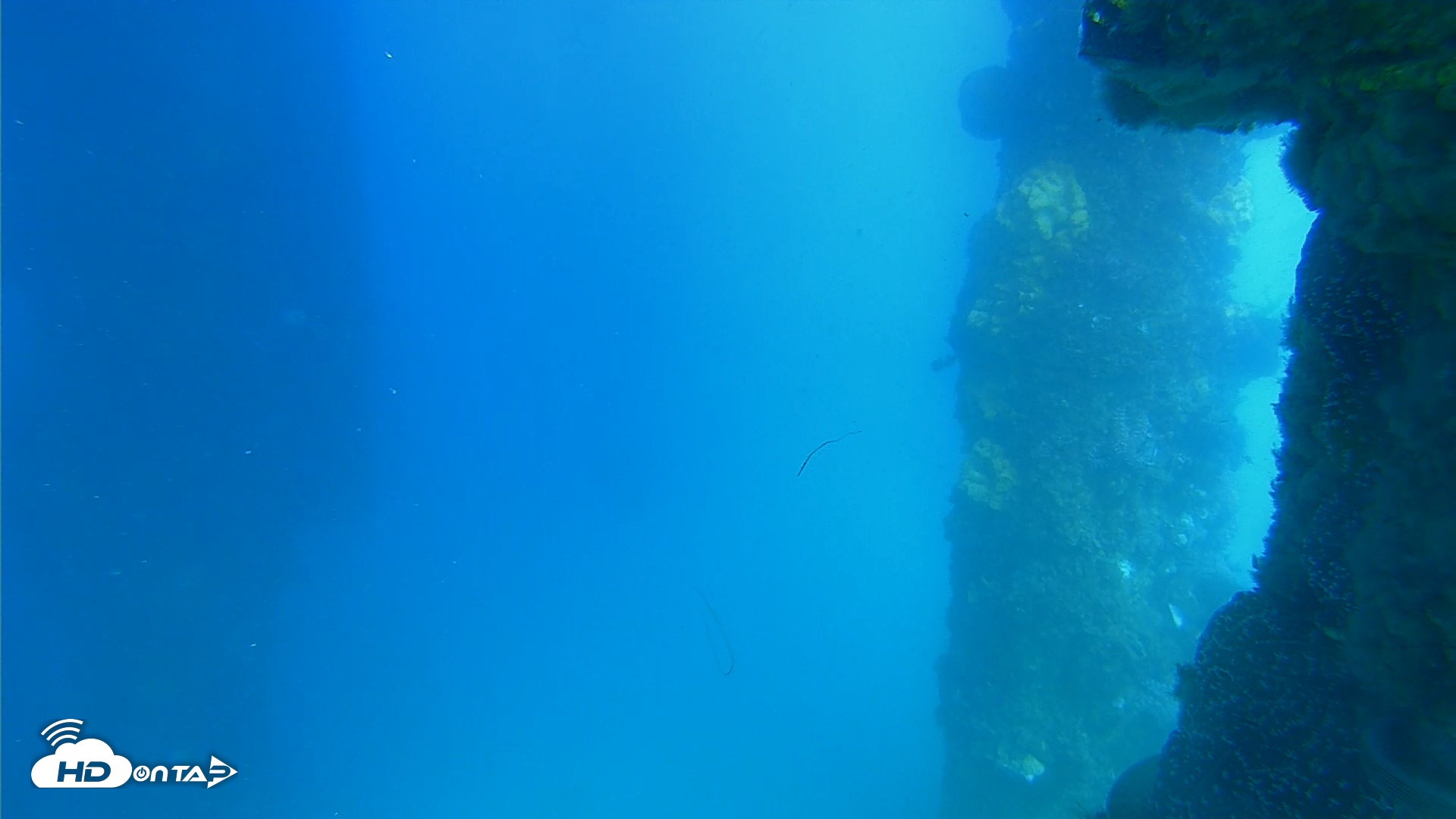 Snapshot of Scripps Pier Underwater Live Webcam taken May 22, 2025, 4:28pm PDT