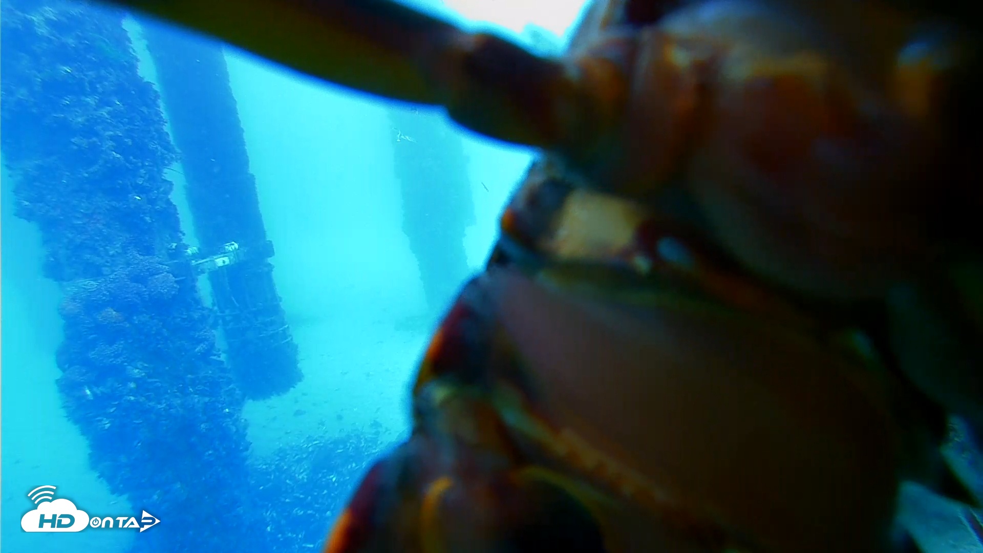 Snapshot of Scripps Pier Underwater Live Webcam taken Jan 28, 2026, 2:13pm PST