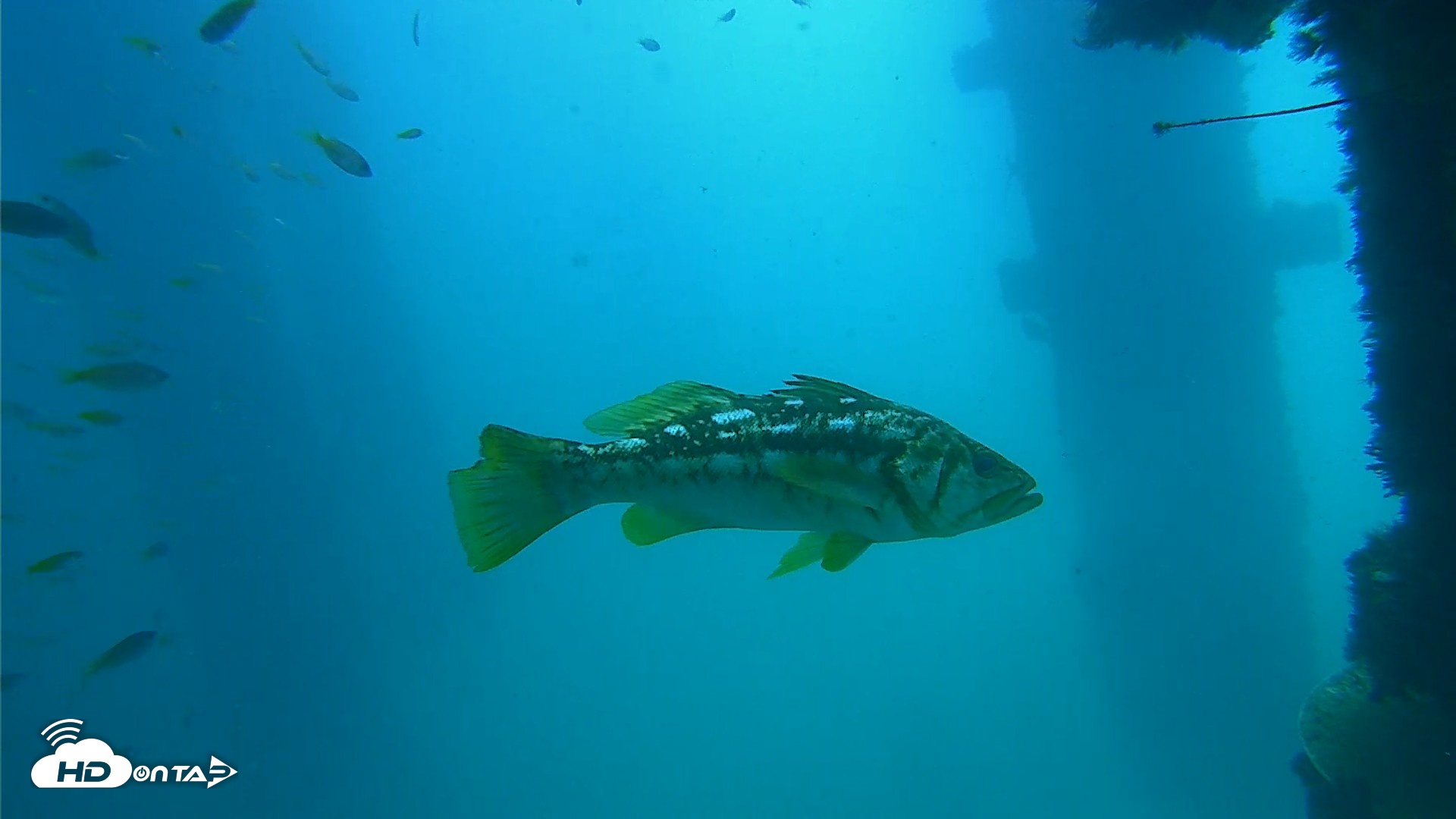 Snapshot of Scripps Pier Underwater Live Webcam taken Sep 15, 2026, 11:57am PDT