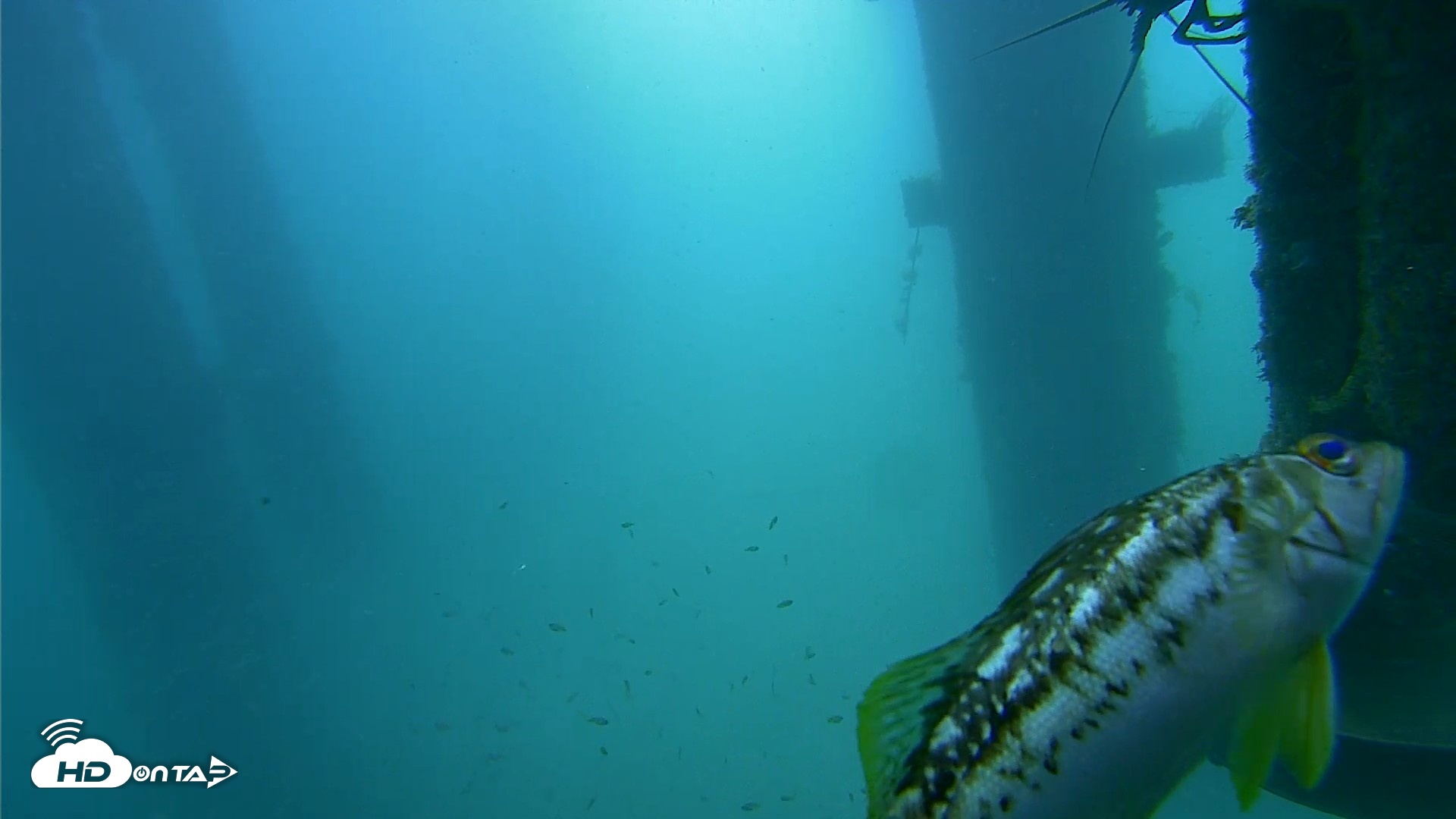 Snapshot of Scripps Pier Underwater Live Webcam taken Jul 31, 2026, 10:06am PDT