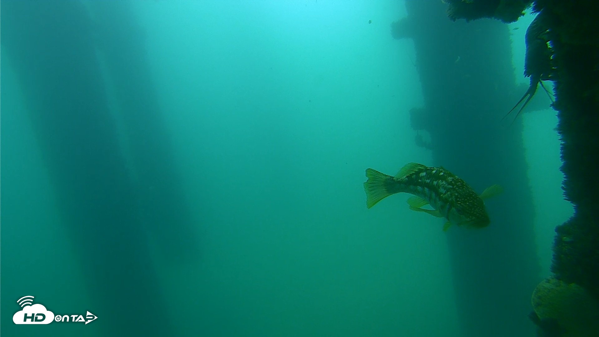 Snapshot of Scripps Pier Underwater Live Webcam taken Sep 18, 2026, 10:45am PDT