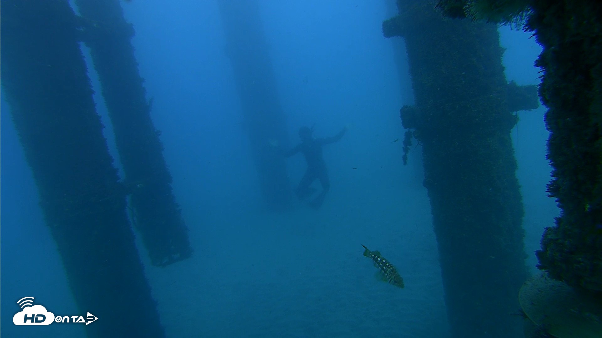 Snapshot of Scripps Pier Underwater Live Webcam taken Oct 19, 2026, 5:59pm PDT