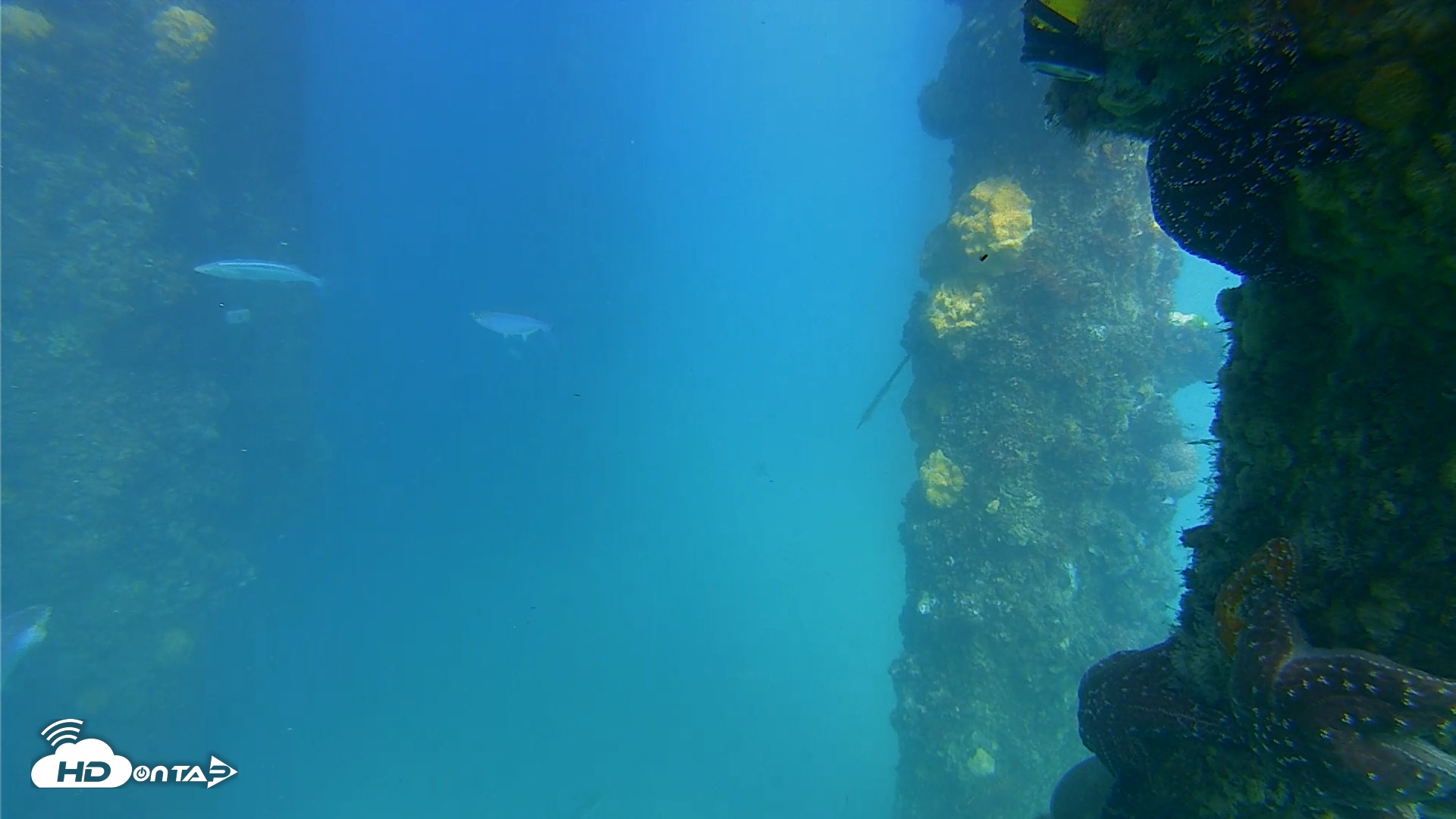 Snapshot of Scripps Pier Underwater Live Webcam taken Apr 28, 2025, 4:06pm PDT