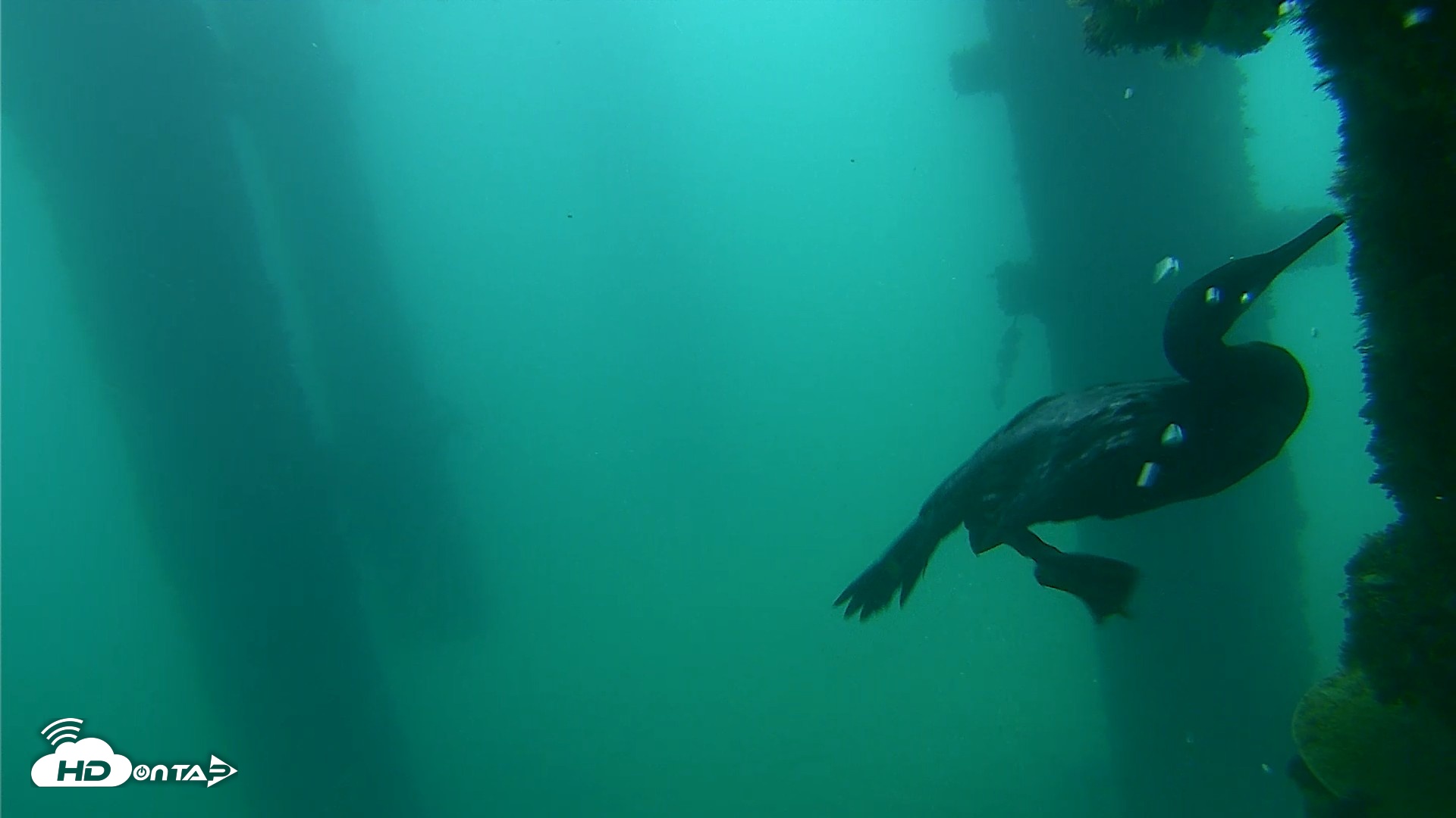 Snapshot of Scripps Pier Underwater Live Webcam taken Sep 18, 2026, 7:57am PDT