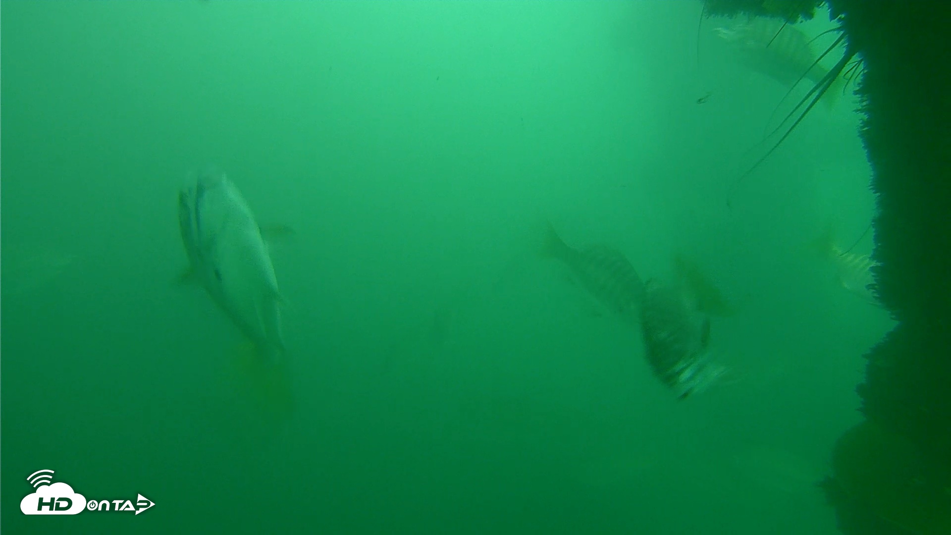 Snapshot of Scripps Pier Underwater Live Webcam taken Oct 11, 2026, 11:08am PDT