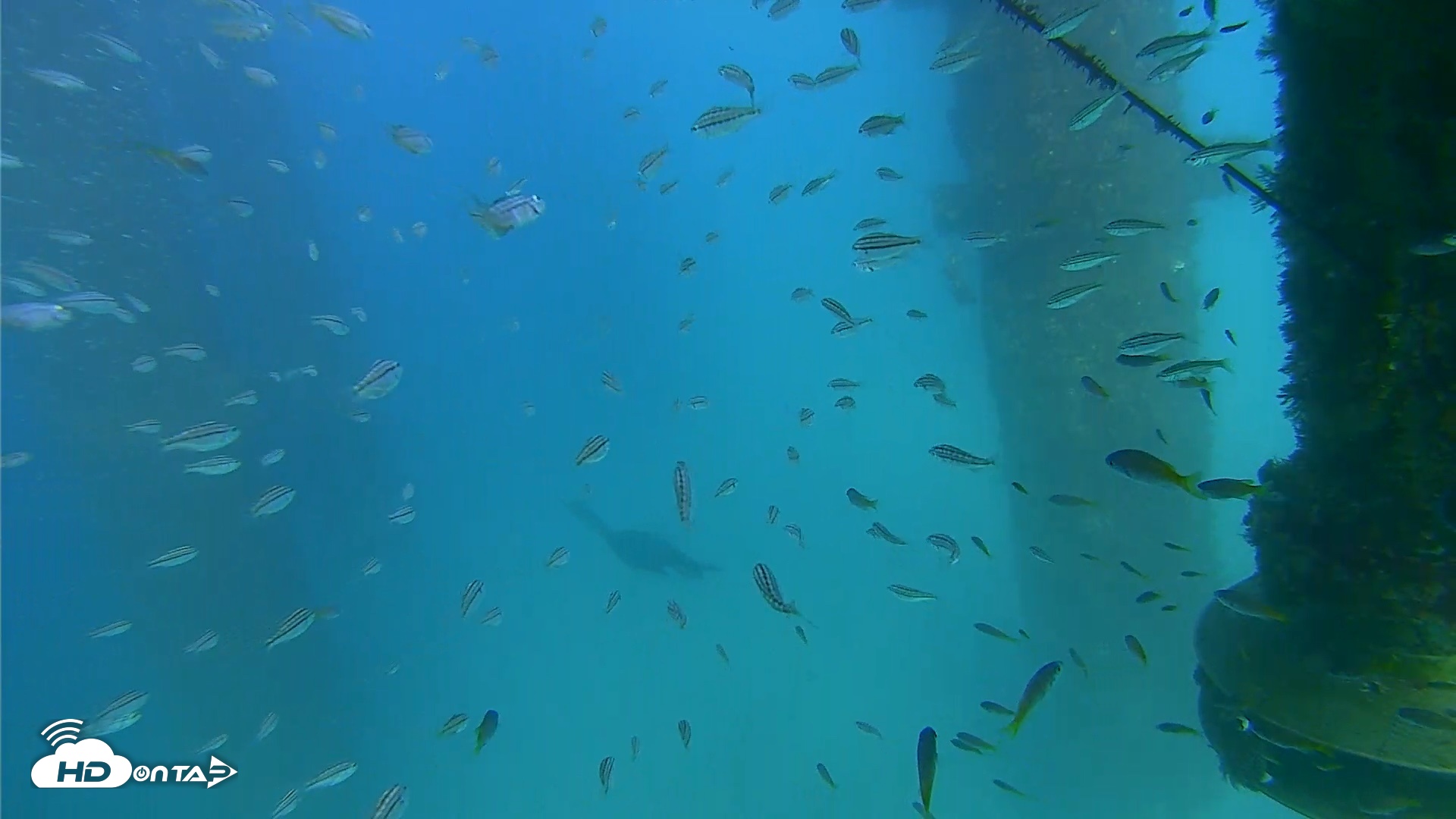 Snapshot of Scripps Pier Underwater Live Webcam taken Aug 28, 2026, 4:56pm PDT