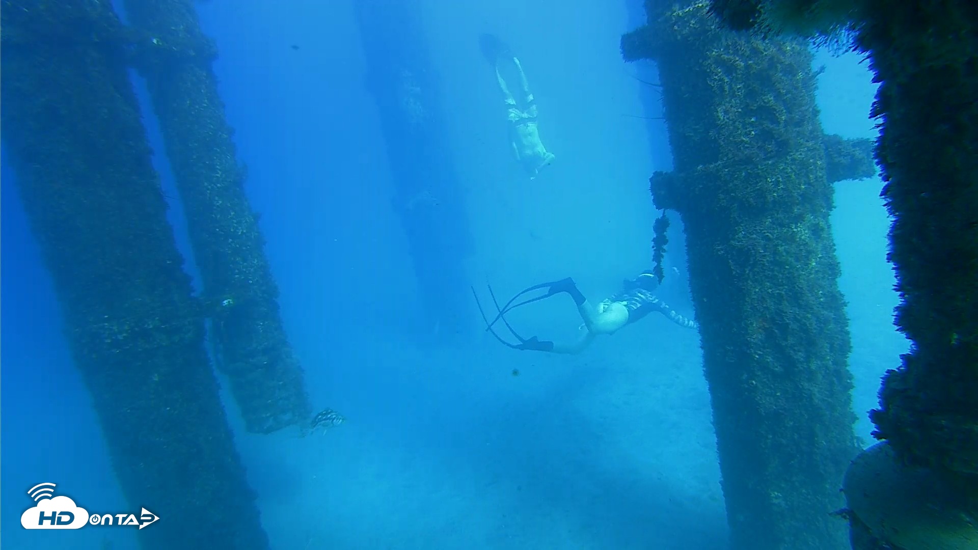 Snapshot of Scripps Pier Underwater Live Webcam taken Oct 19, 2026, 3:52pm PDT