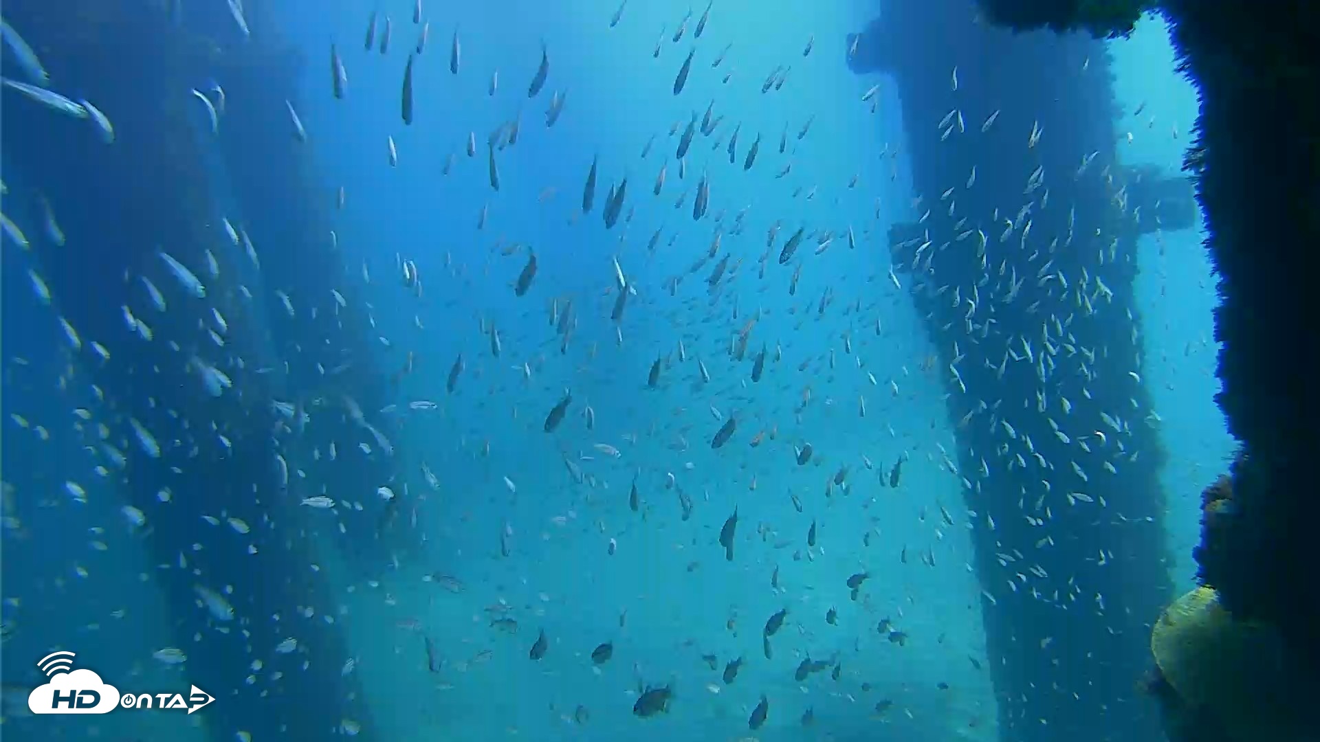 Snapshot of Scripps Pier Underwater Live Webcam taken Oct 5, 2026, 12:06pm PDT