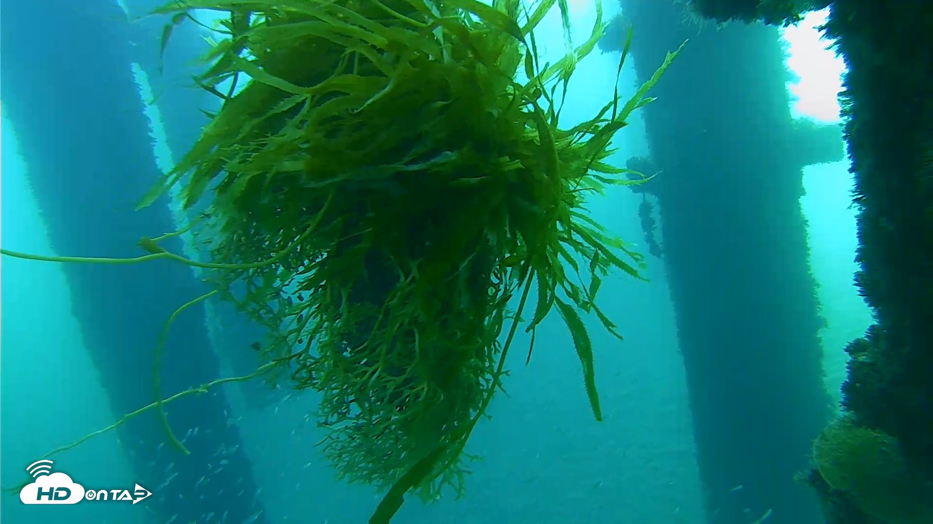 Snapshot of Scripps Pier Underwater Live Webcam taken Oct 5, 2026, 7:42am PDT