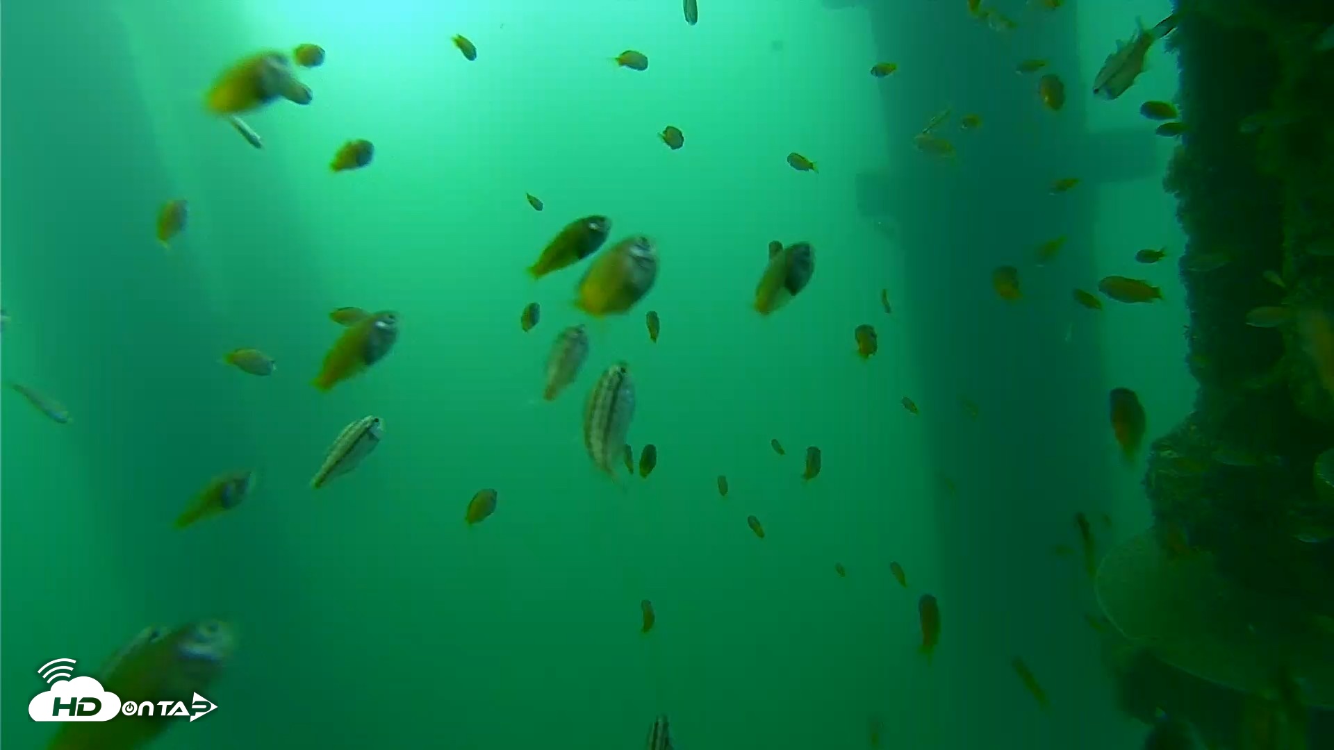Snapshot of Scripps Pier Underwater Live Webcam taken Aug 20, 2026, 7:34am PDT