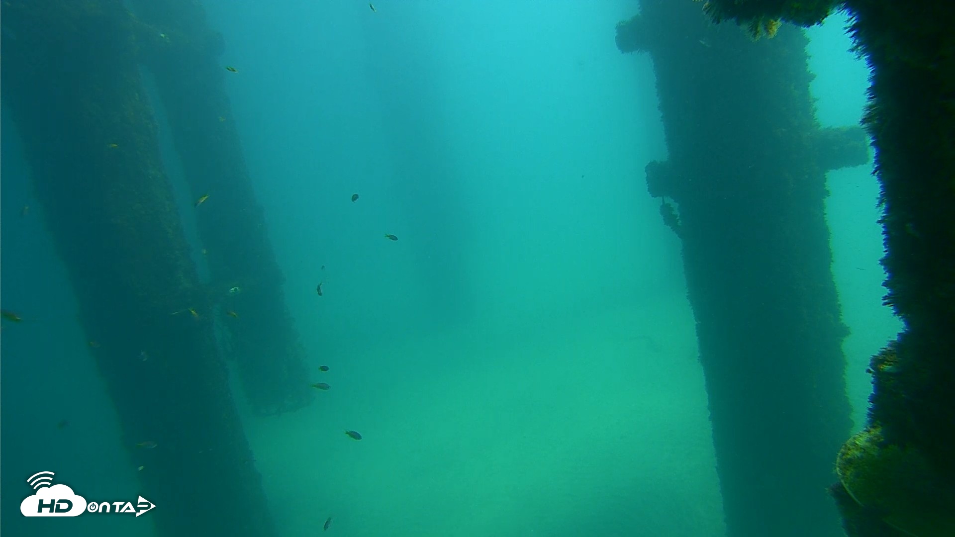 Snapshot of Scripps Pier Underwater Live Webcam taken Sep 24, 2026, 12:18pm PDT