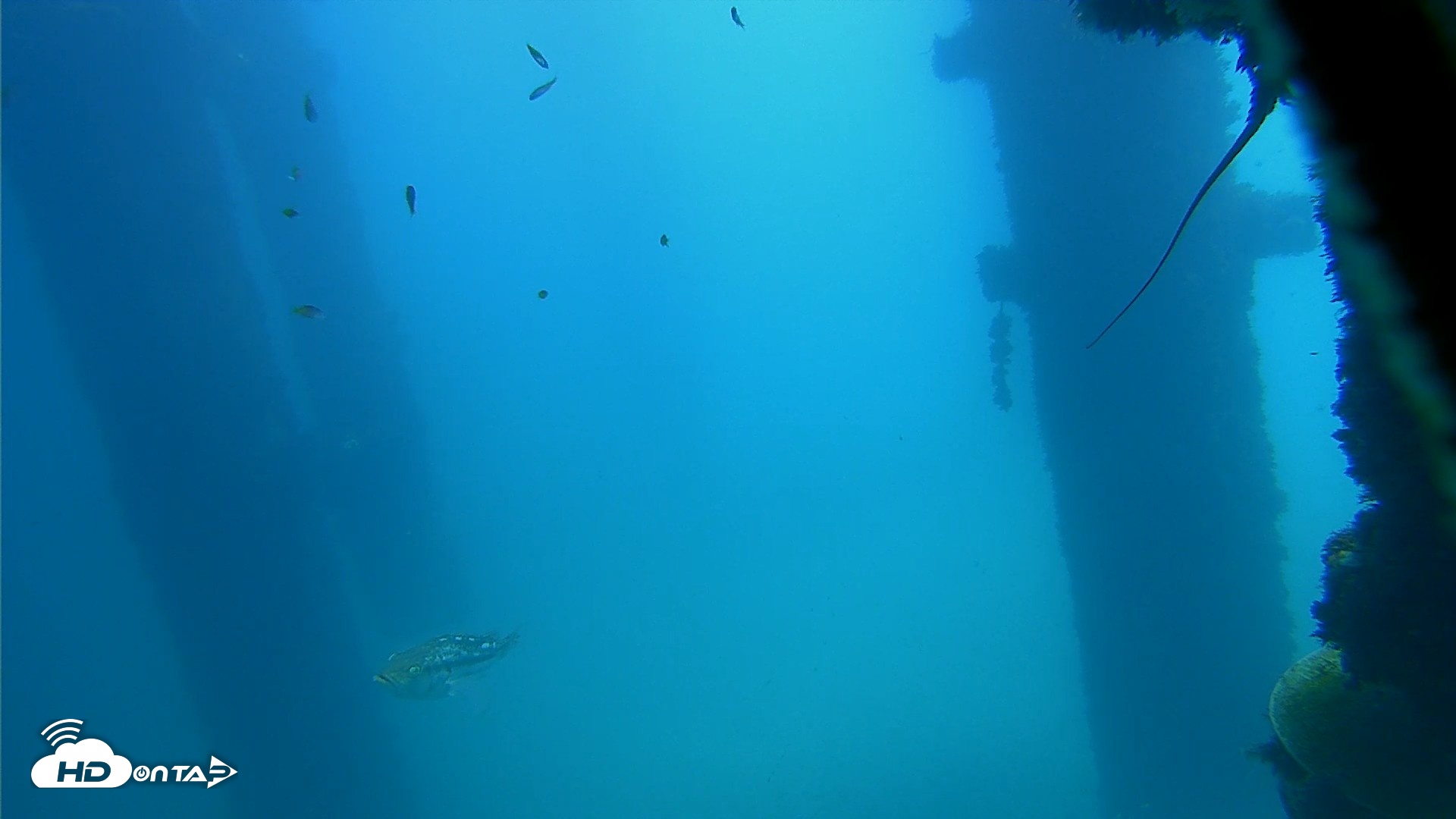 Snapshot of Scripps Pier Underwater Live Webcam taken Oct 9, 2026, 12:03pm PDT
