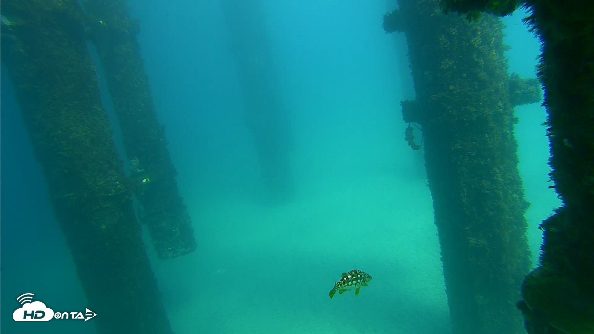 Snapshot of Scripps Pier Underwater Live Webcam taken Sep 24, 2026, 2:34pm PDT