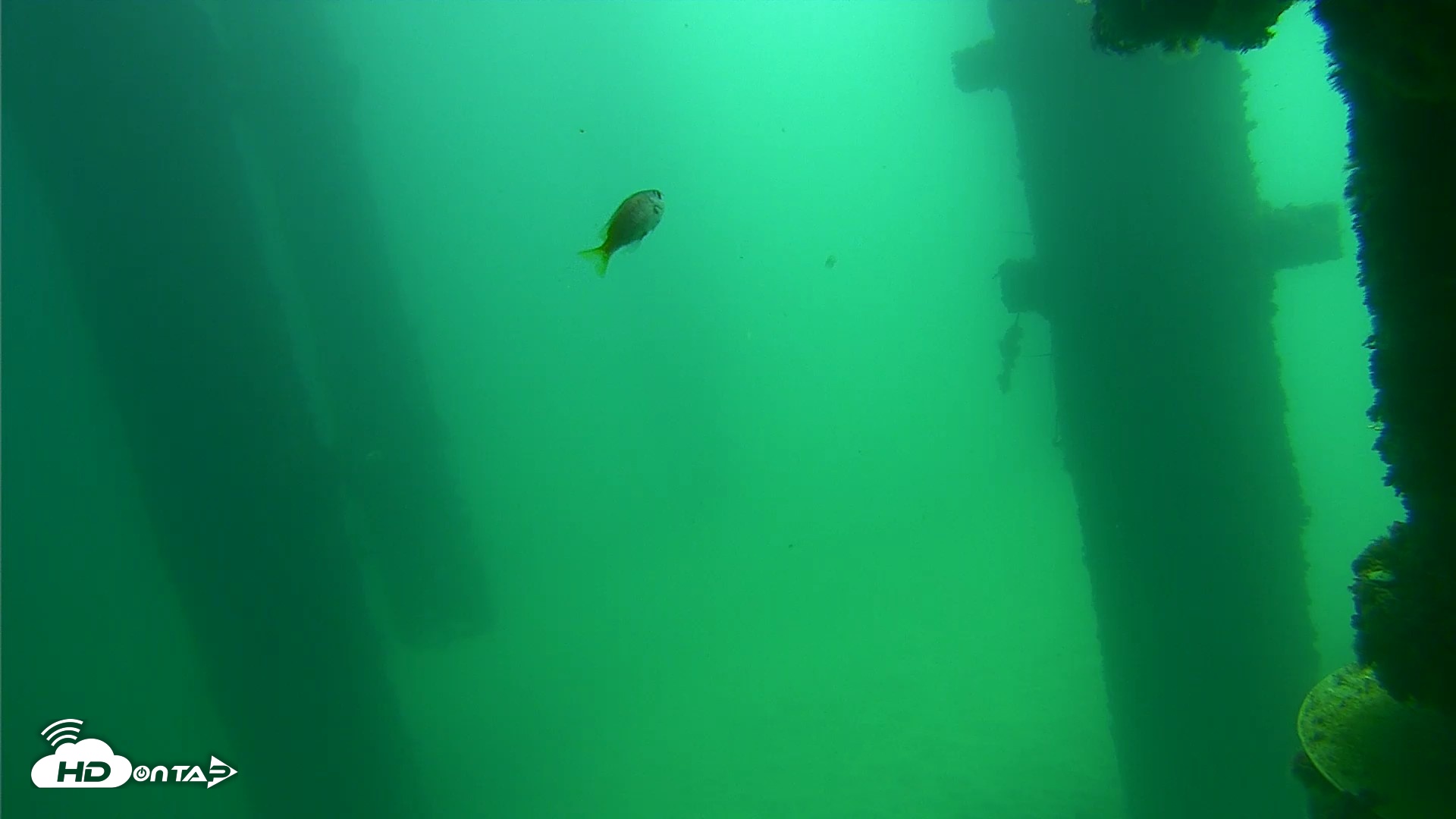Snapshot of Scripps Pier Underwater Live Webcam taken Sep 17, 2026, 11:43am PDT